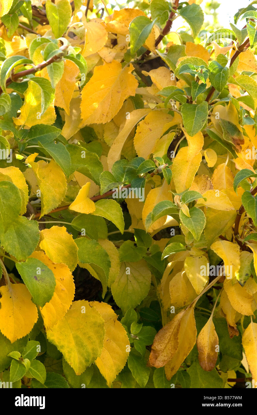 Herbst Blattfarbe der Kletter Hortensie Stockfoto