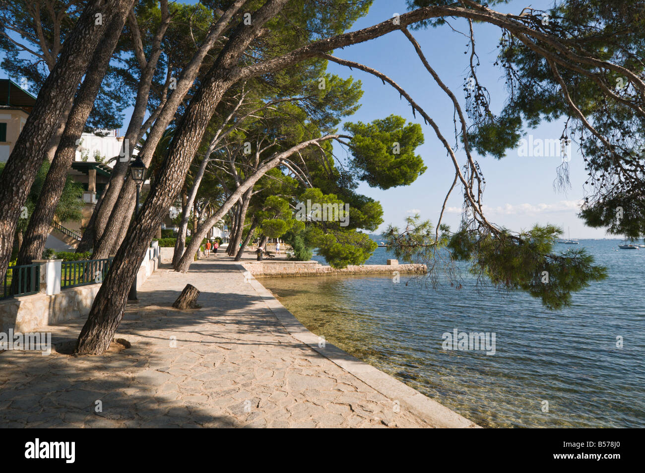 Die Pine Walk am Hafen von Pollensa, Mallorca, Spanien. Stockfoto