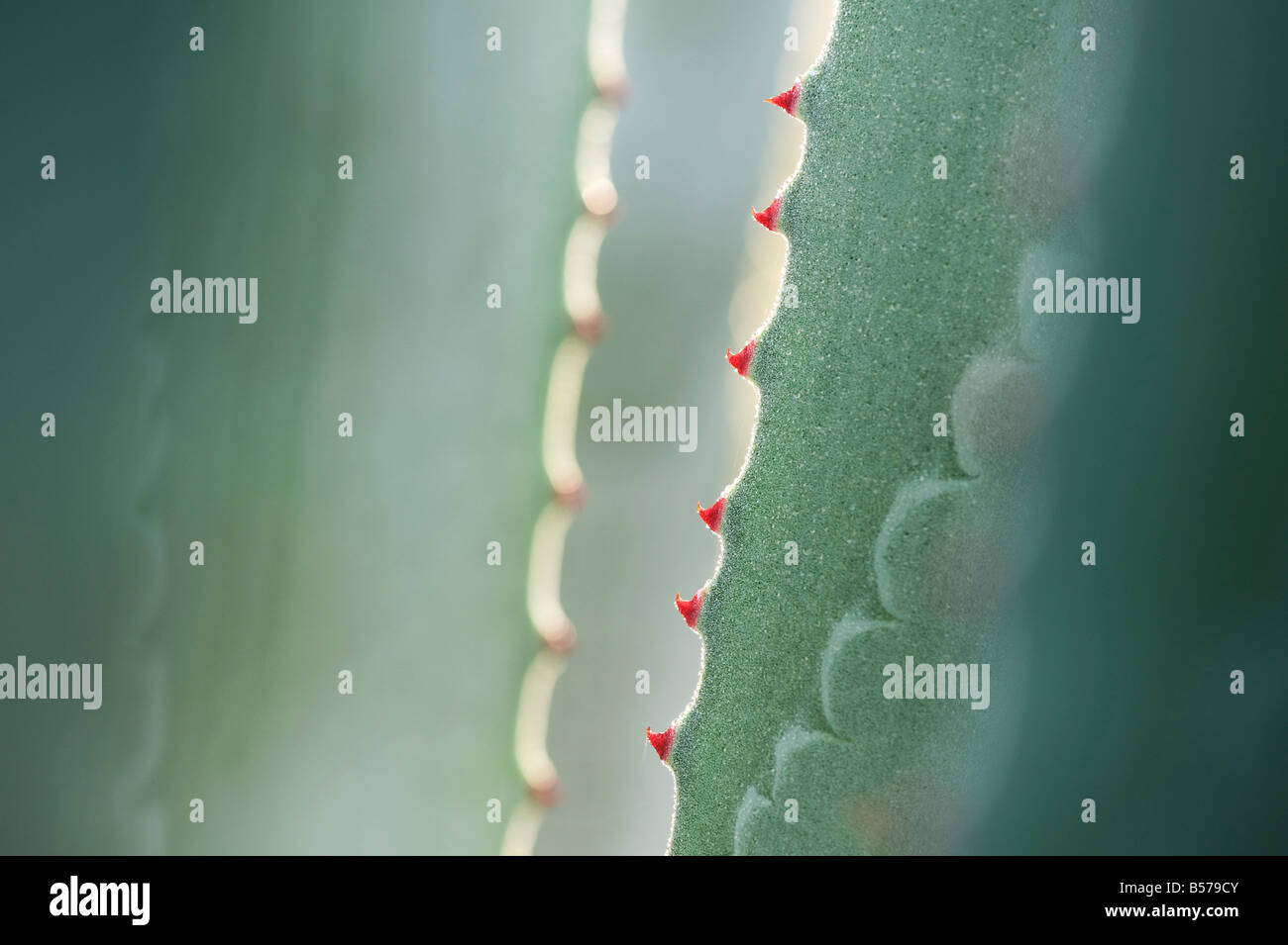 Agave Americana.  Jahrhundertpflanze Blatt Stacheln abstrakt Stockfoto