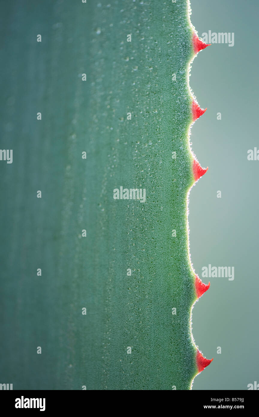 Agave Americana.  Jahrhundertpflanze Blatt Stacheln abstrakt Stockfoto