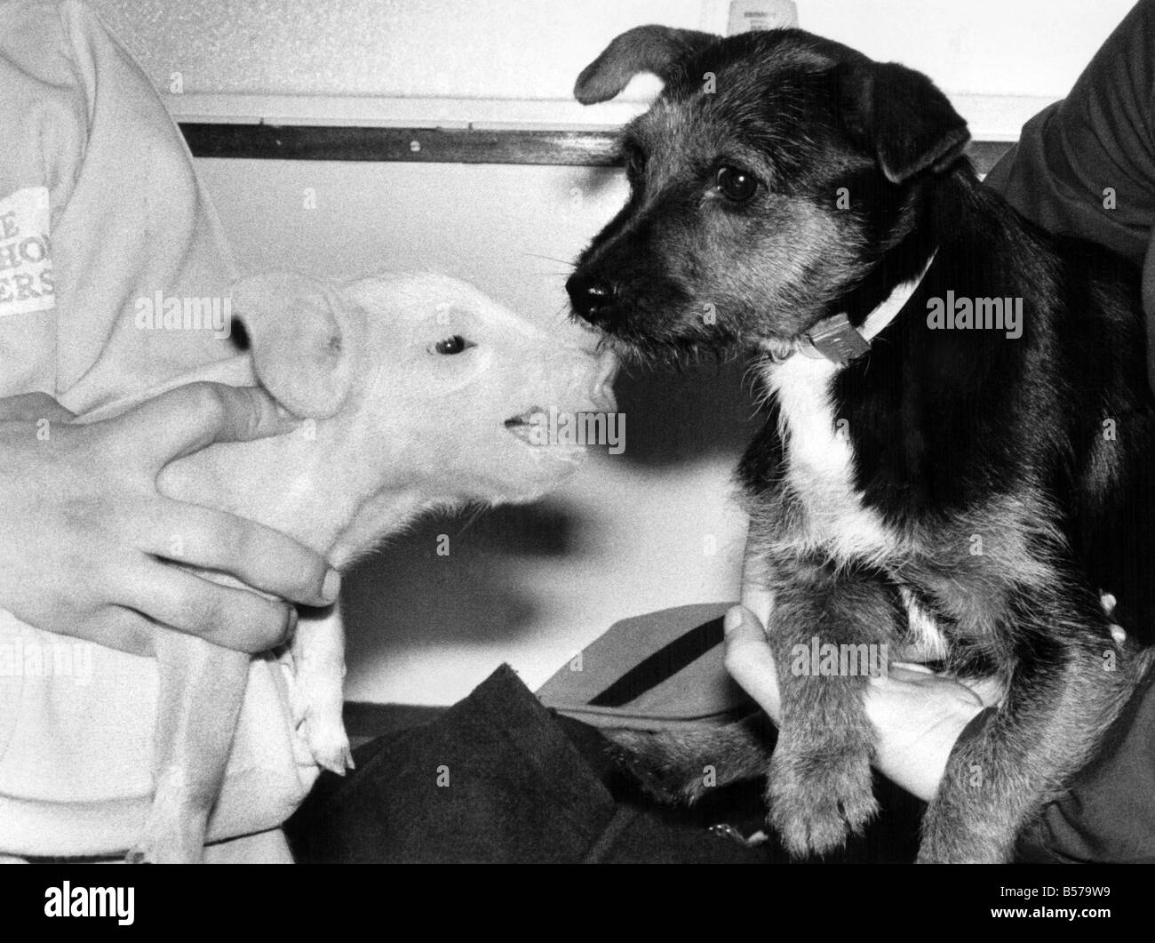 Ein Hundeleben für Percy das Schwein: Percy die Ferkel hogged im Rampenlicht, als er Tina der Terrier am Freitag (23.02.79 traf). Nach Percy von der Polizei umher Blackheath Common in Südlondon gefunden wurde, kamen sie zusammen. Percy, wer geglaubt wird, um von der Rückseite eines LKW gefallen sind, wurde zu Batterse Hunde nach Hause genommen. Später wechselte er zu einem RSPCA in Southall... aber nicht vorher hatte er die Chance, Schinken es am Battersea. Februar 1979 P004872 Stockfoto