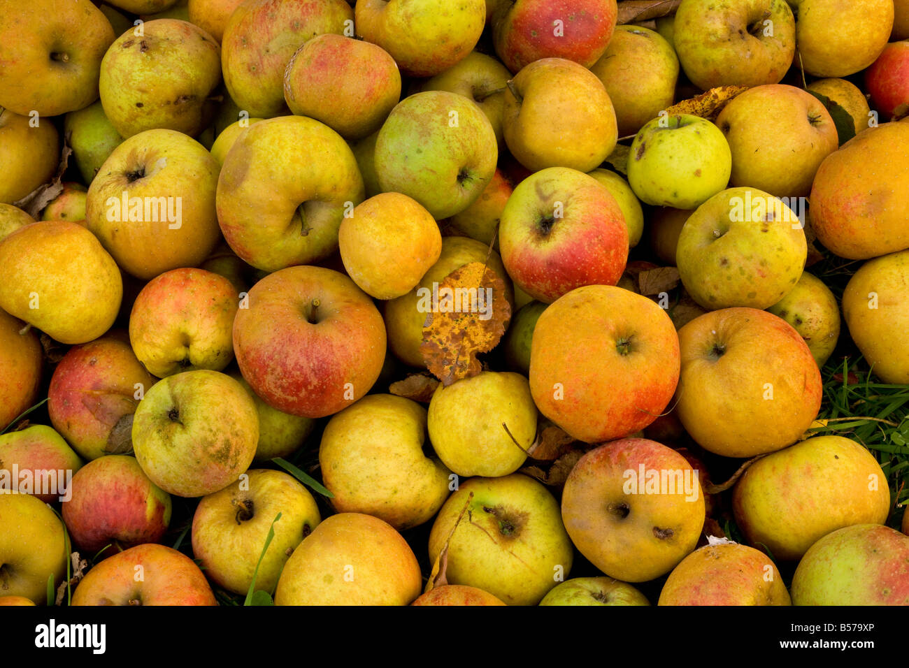 Bio-Äpfel im alten Obstgarten bei Gura Humorulu Südbukowina Norden Rumänien Stockfoto