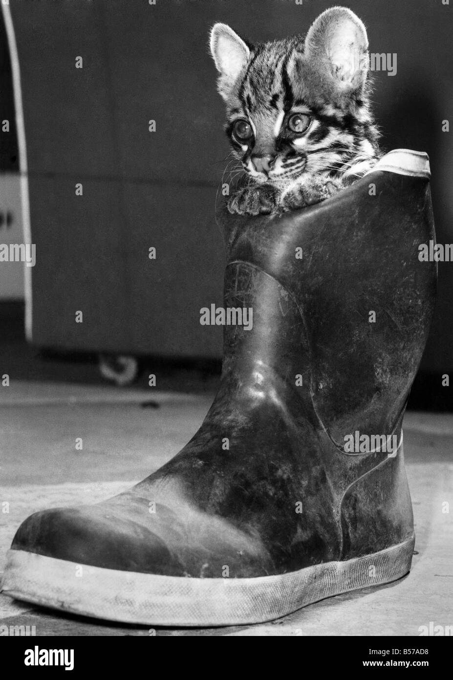 Boot! Weihnachten kann ein bisschen eine Pantomime Orlando ist der Ozelot. Die acht-Woche-alten Cub ist, dass man die Hand aufgezogen auf Kilverstone Wild Life Park, Norfolk, nach, von seiner Mutter abgelehnt werden. (Zischen Sie boo,.) Aber Orlando ist beglückend Personal mit einigen spielerischen Leistungen. Ooh... ja, er ist! Dezember 1983 P007313 Stockfoto