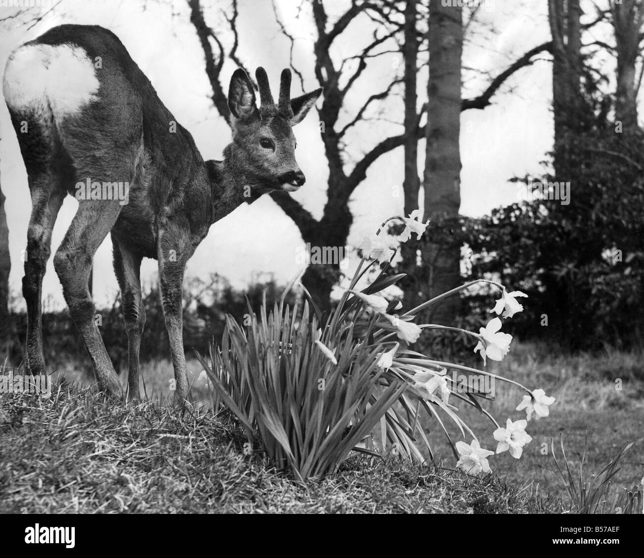 Ein Baby Rehkitz gesehen hier neben ein Büschel von Narzissen. März 1953 P007383 Stockfoto