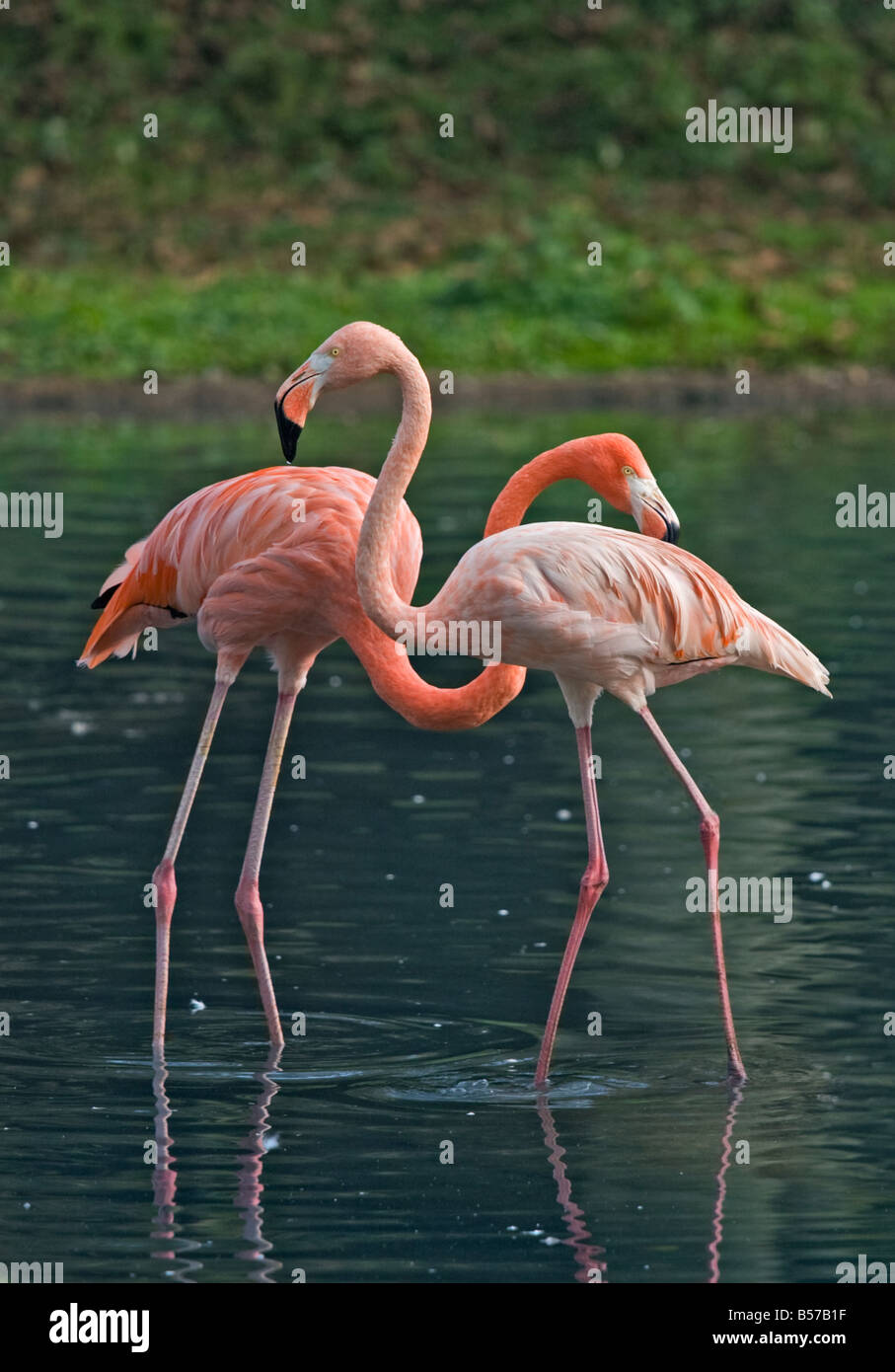 Zwei Karibik Flamingos (Phoenicopterus Ruber) Stockfoto