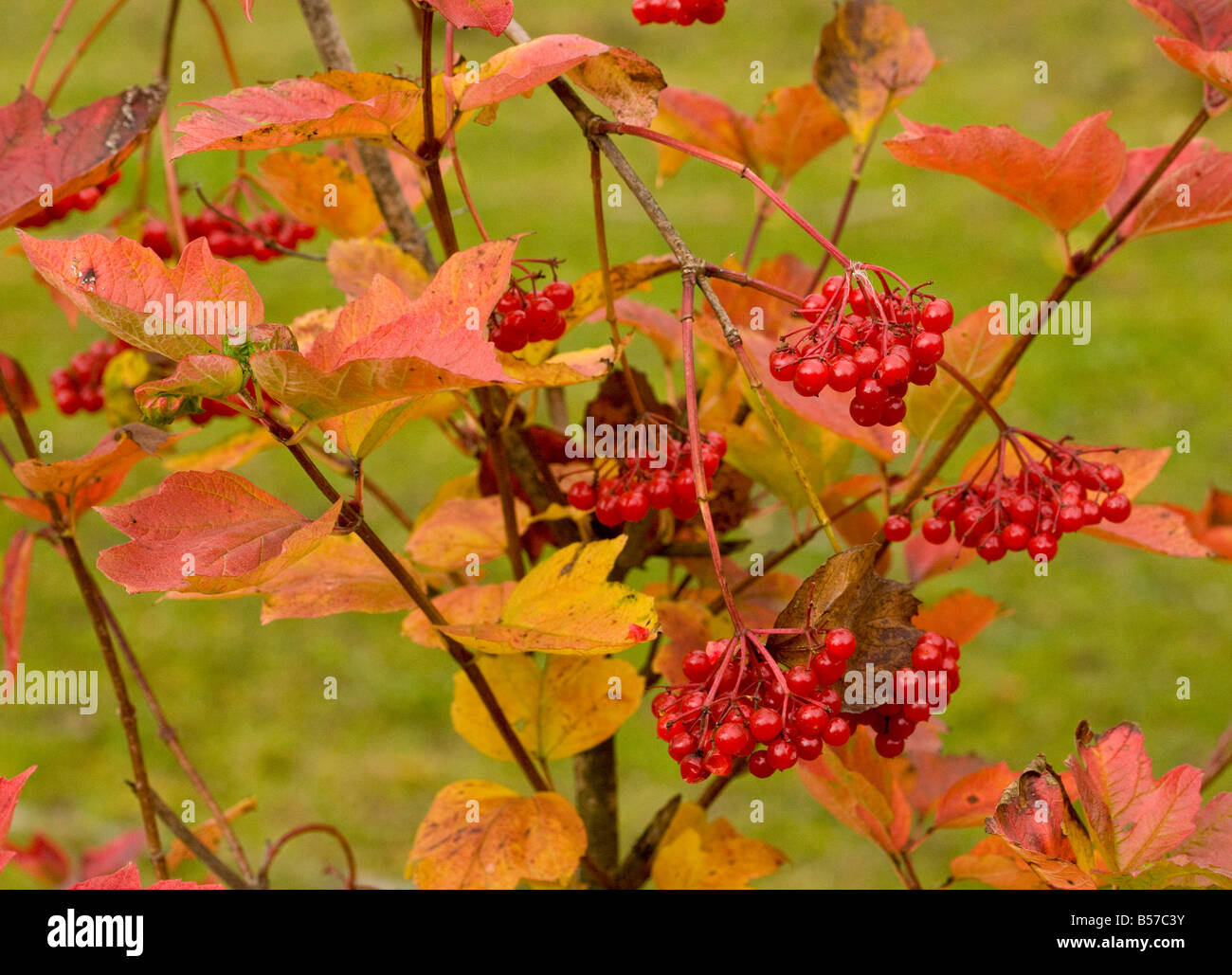 Guelder Rose Viburnum Opulus Herbstfärbung Frucht Gurghiulu Berge Rumänien Stockfoto