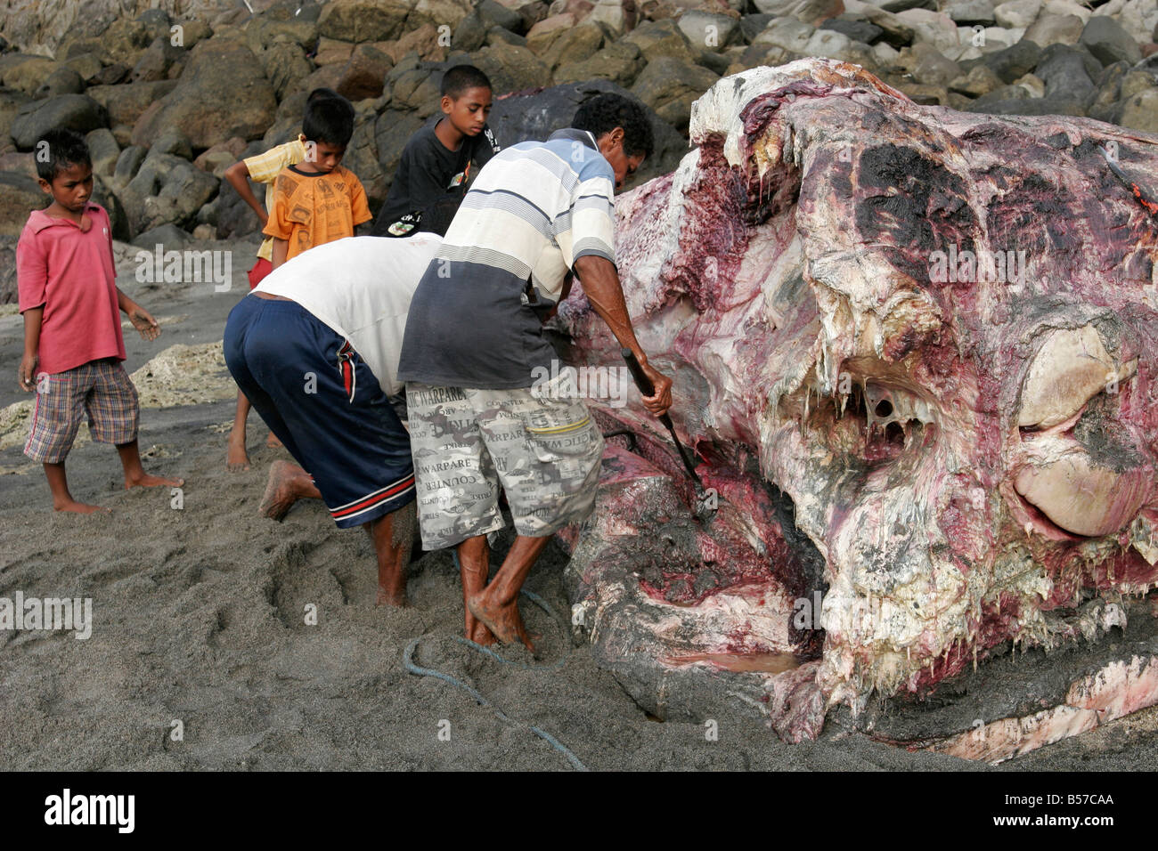 Schneiden von getöteten Pottwals, Walfang Dorf Lamalera, Lembata, Indonesien Stockfoto