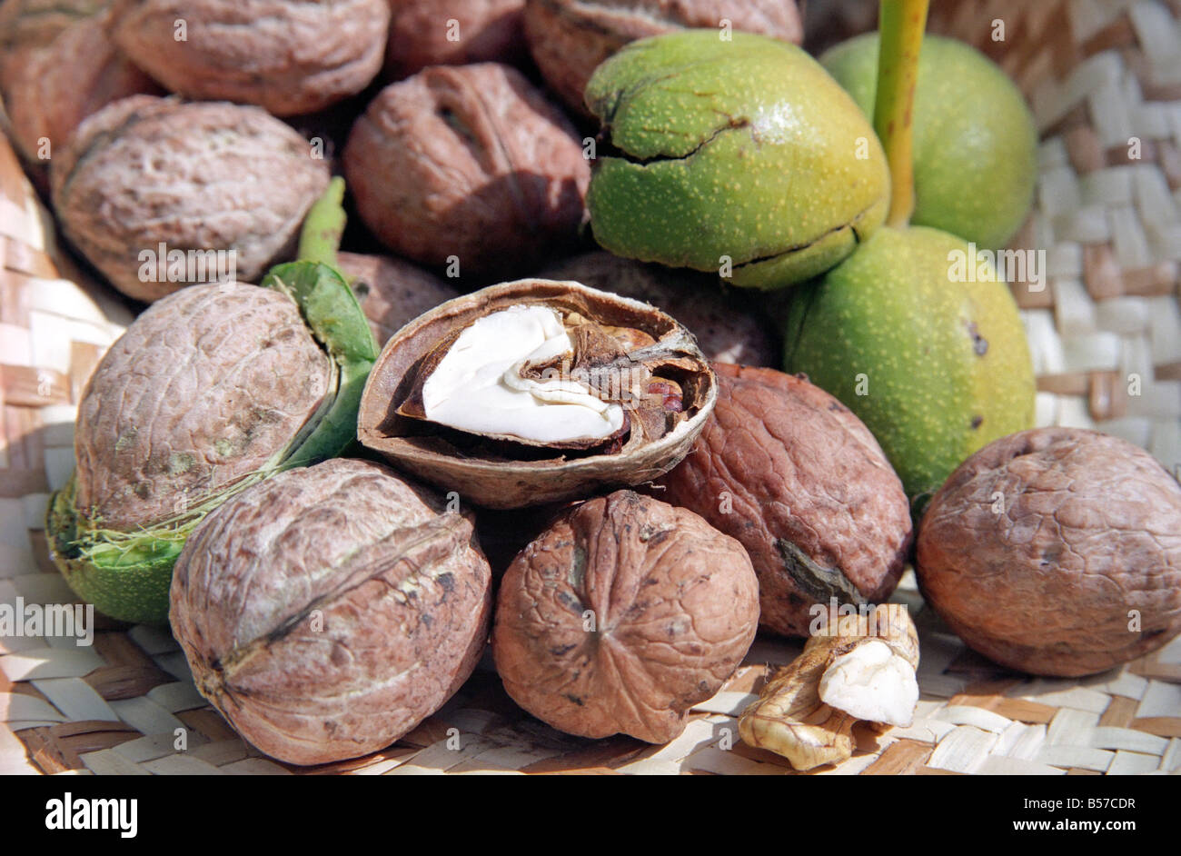 Walnuss-Ernte Stockfoto