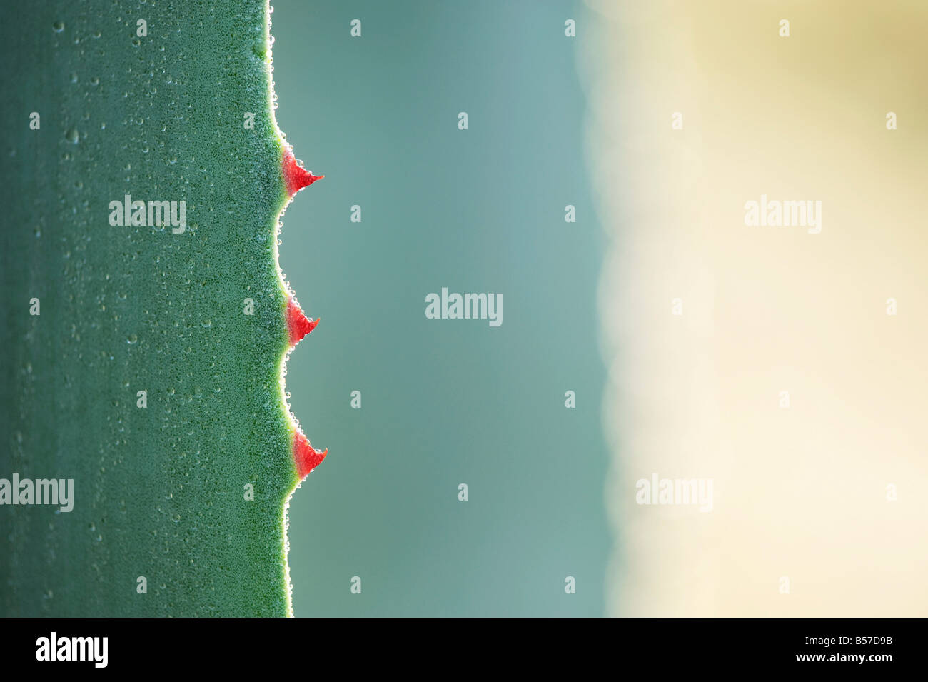 Agave Americana.  Jahrhundertpflanze Blatt Stacheln abstrakt Stockfoto