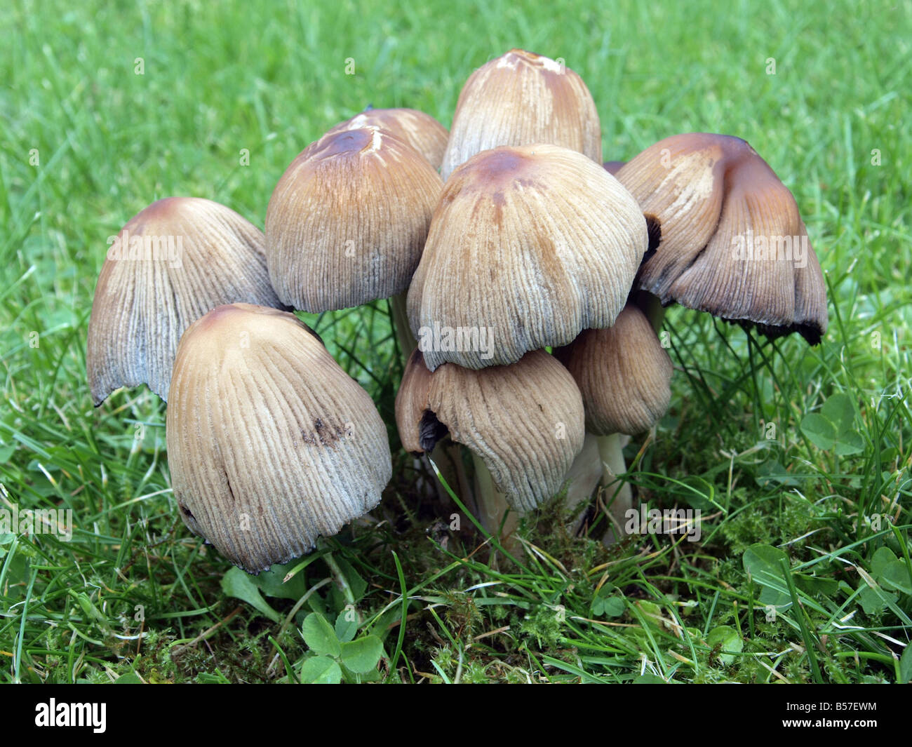 Fairy Ring Champignon, Marsasmius Oreades Stockfoto
