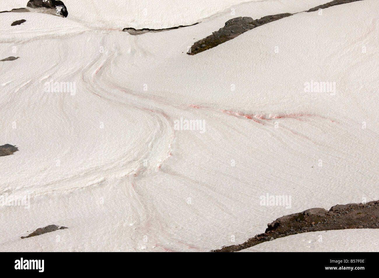 Red Snow oder Wassermelone Schnee verursacht durch einzellige Algen Chlamydomonas Nivalis auf Mount Rainier Cascade Mountains Washington Stockfoto