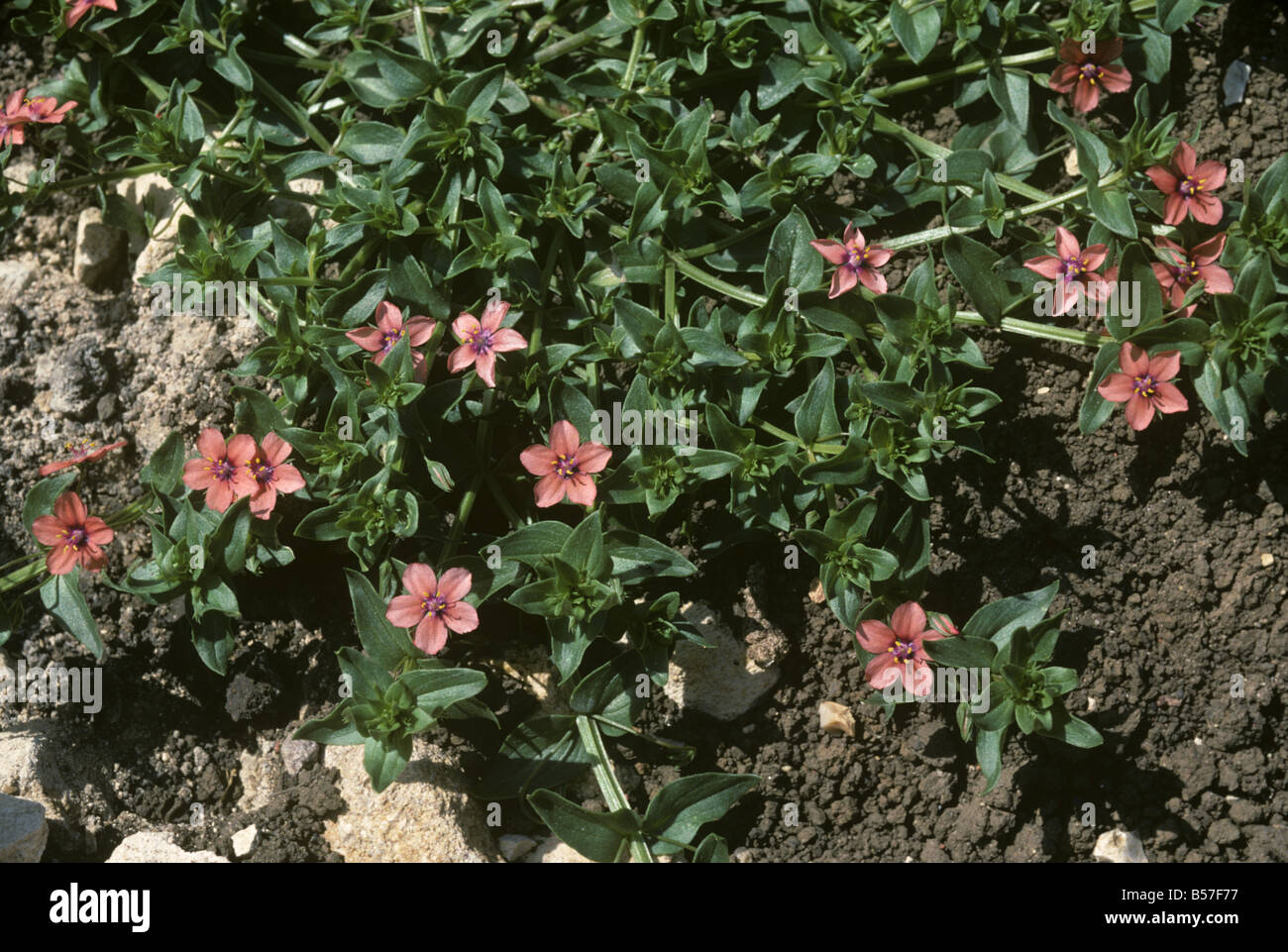 Scarlet Pimpernel Anagallis Arvensis blühende Pflanze Stockfoto