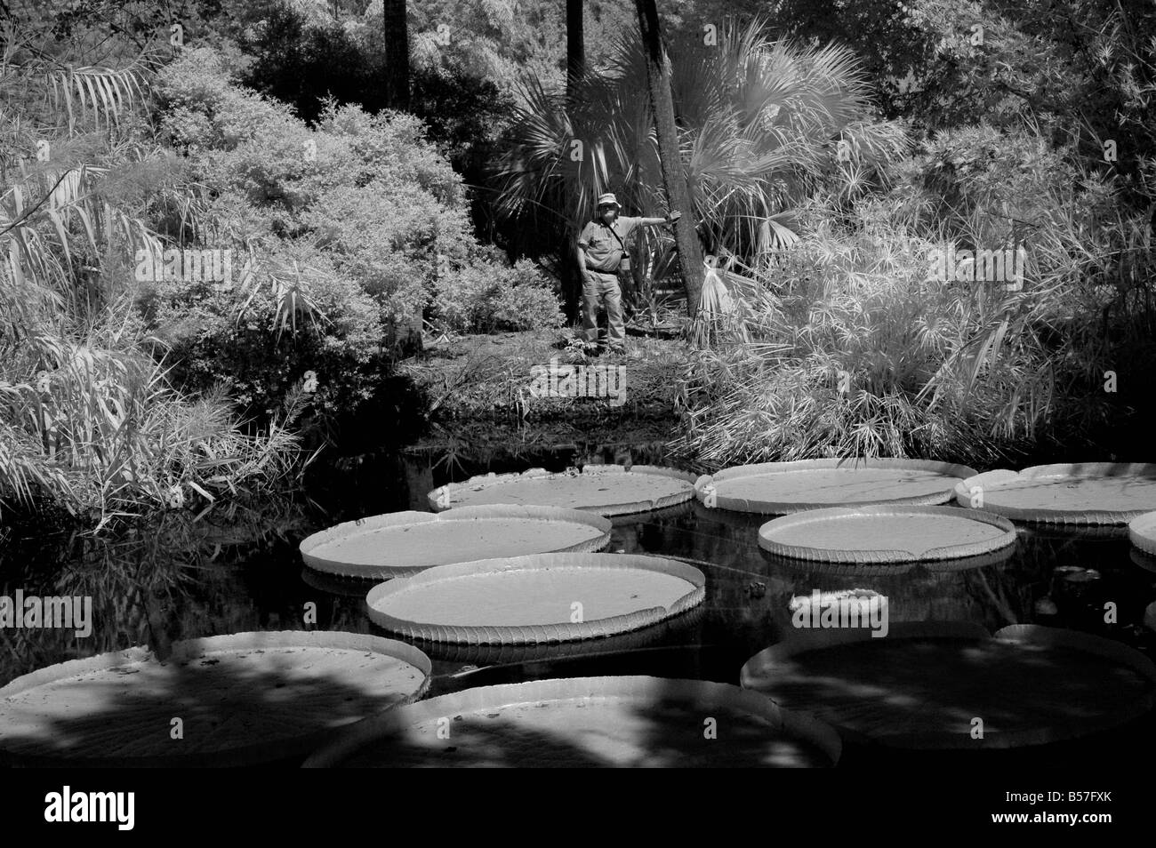 Mann stand Teich riesigen Victoria Wasser Servierplatten, Infrarot, B&W Stockfoto