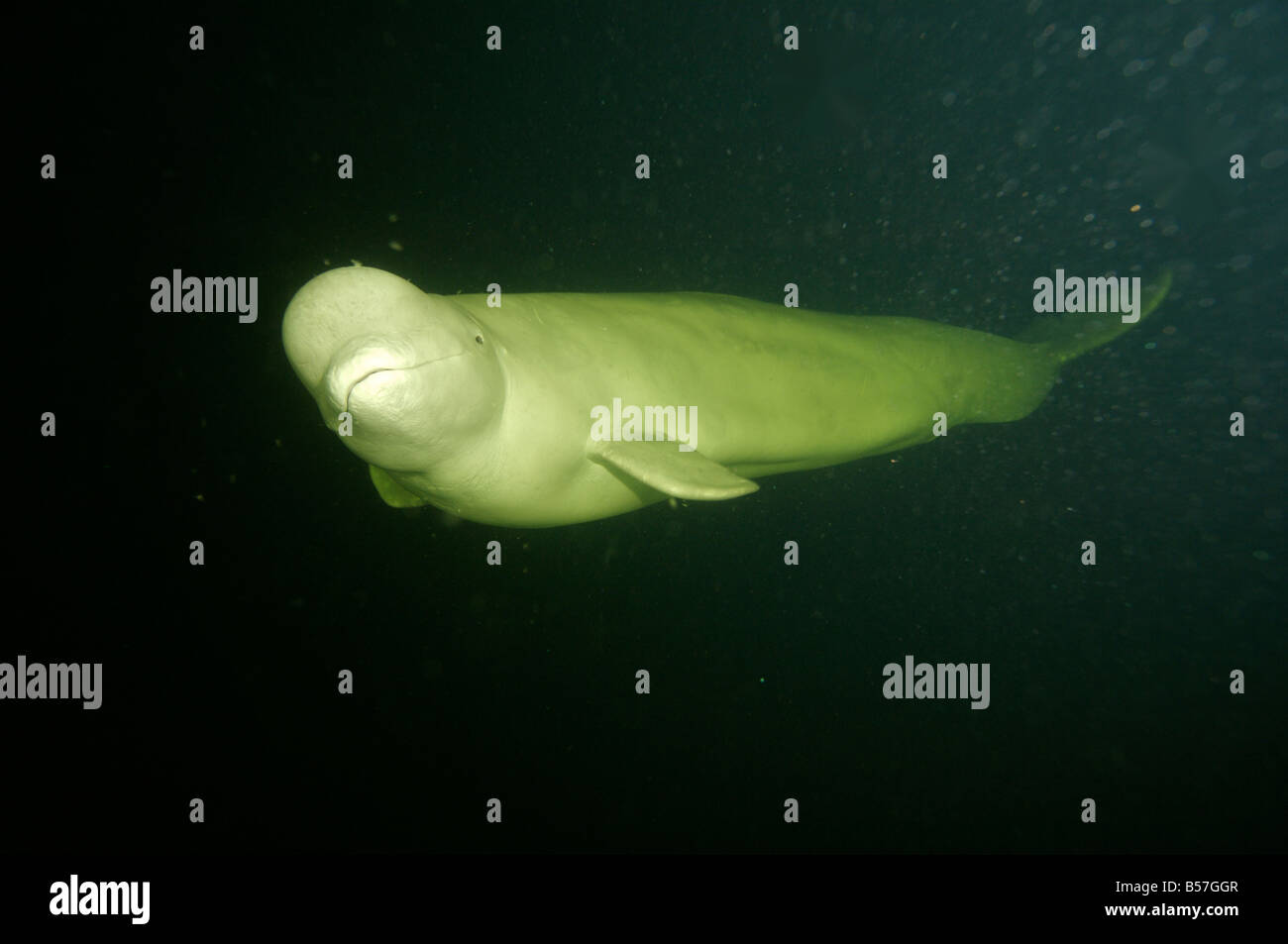 Beluga, Weißwal (Delphinapterus Leucas) im Weißen Meer, Russland Stockfoto
