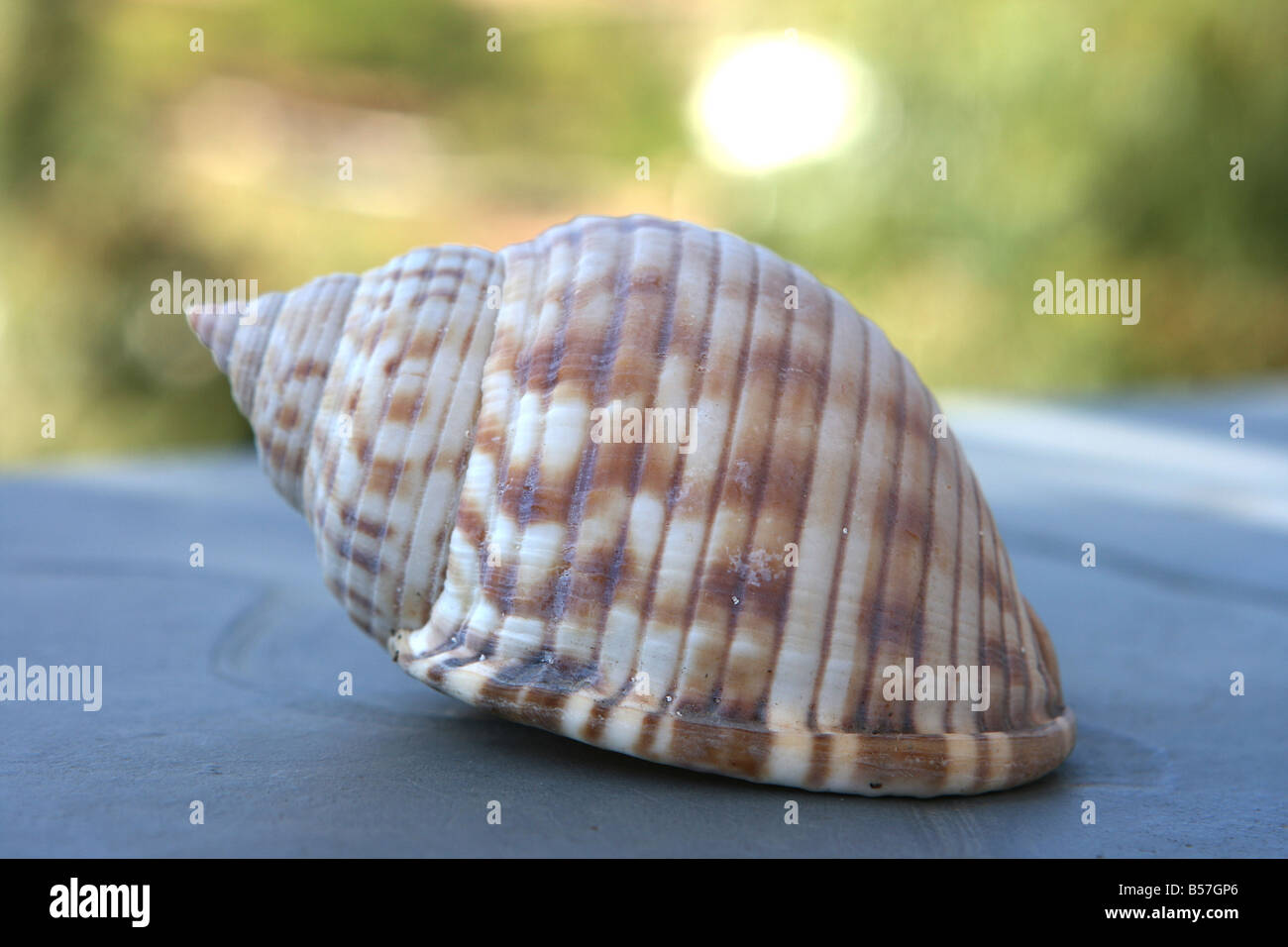 Sea Shell Closeup mit Natur grün defocus Hintergrund Stockfoto