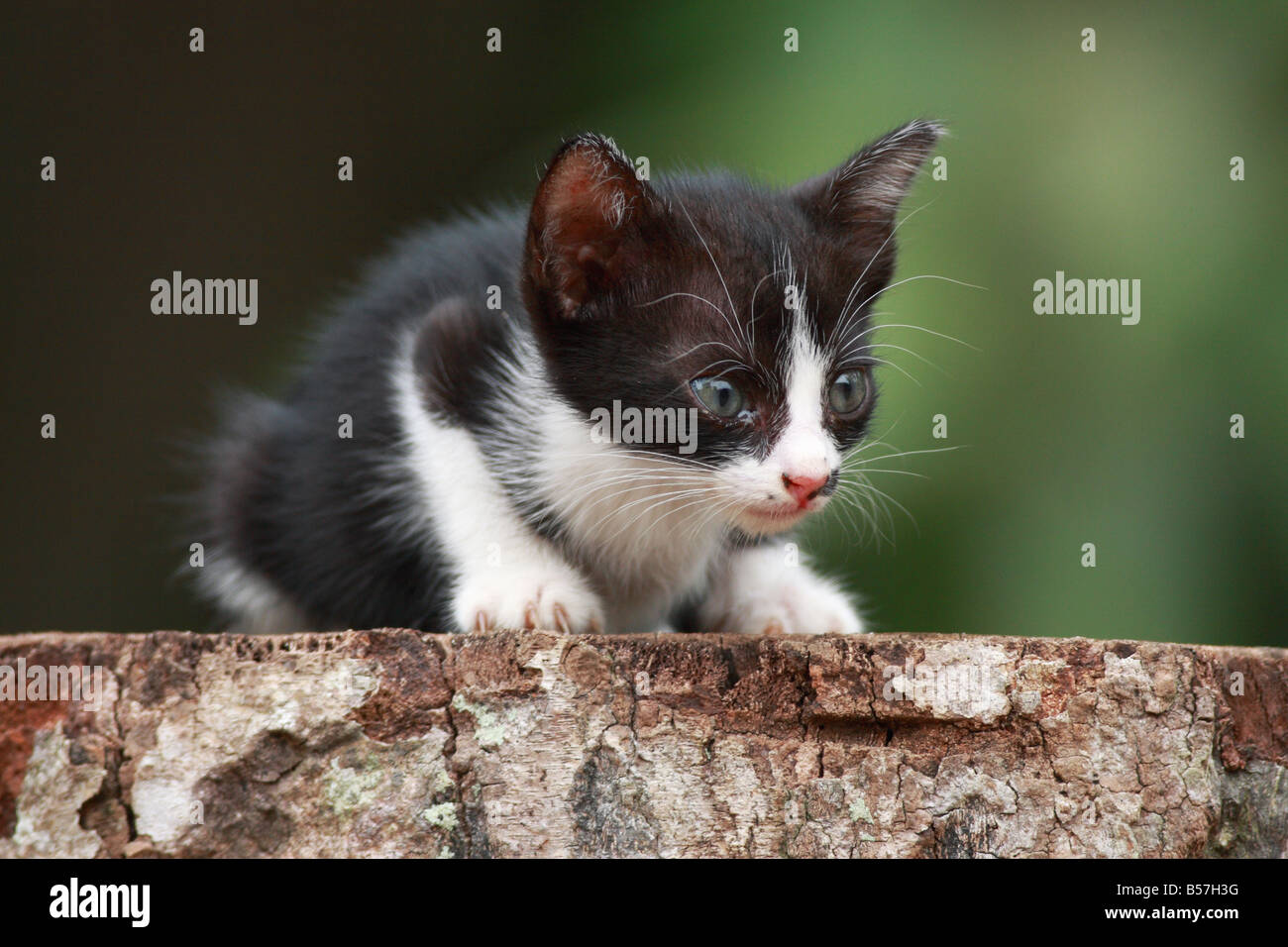 Das kleine Kätzchen auf dem Spielplatz spielen. Stockfoto