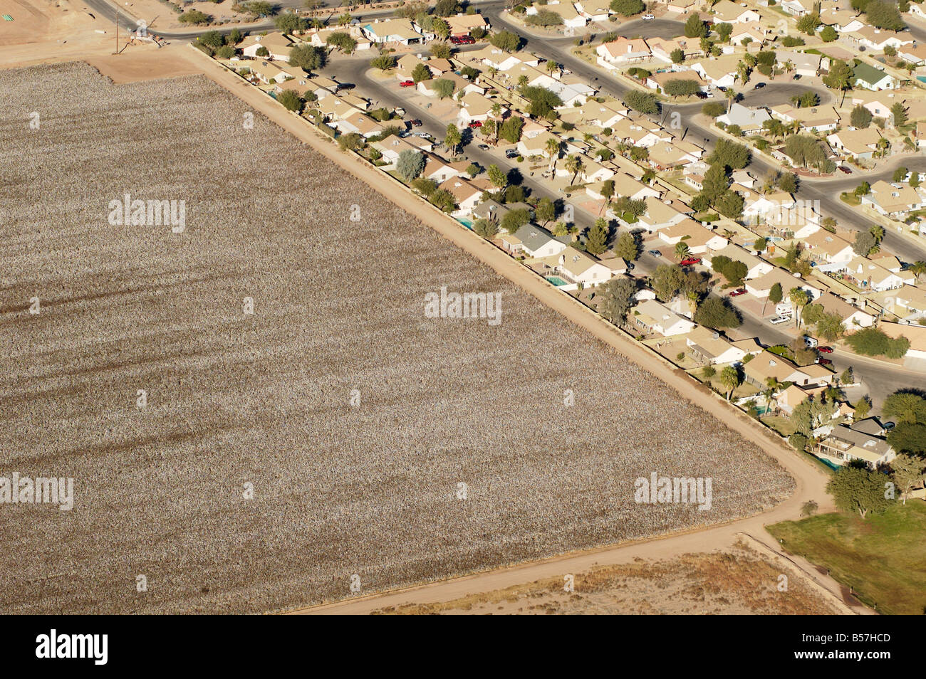 Luftaufnahme von einer Baumwollfarm in Arizona Baumwollfeld angrenzend an ein Wohngebiet Stockfoto
