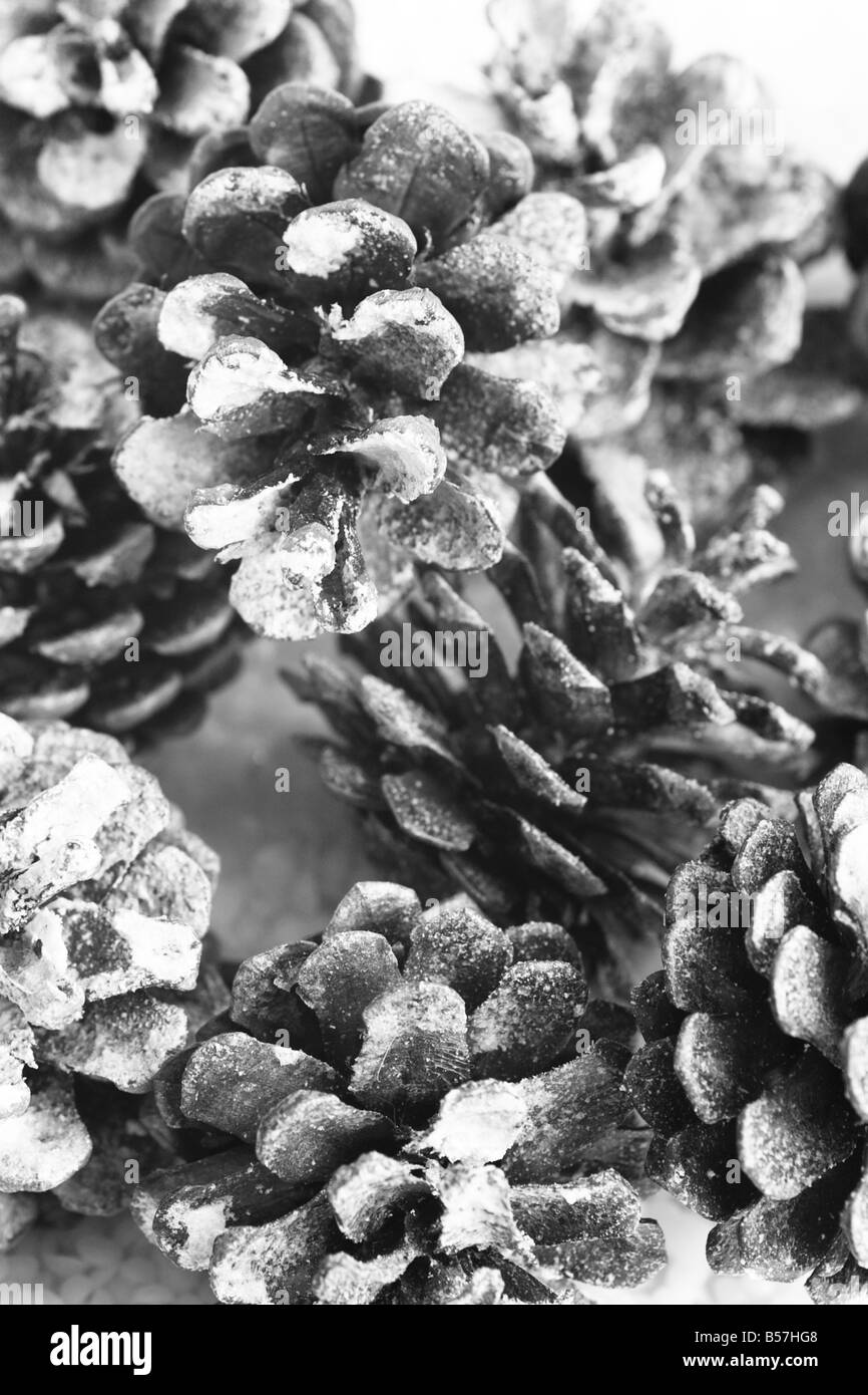 Nahaufnahme von mehreren schneebedeckten Tannenzapfen Stockfoto