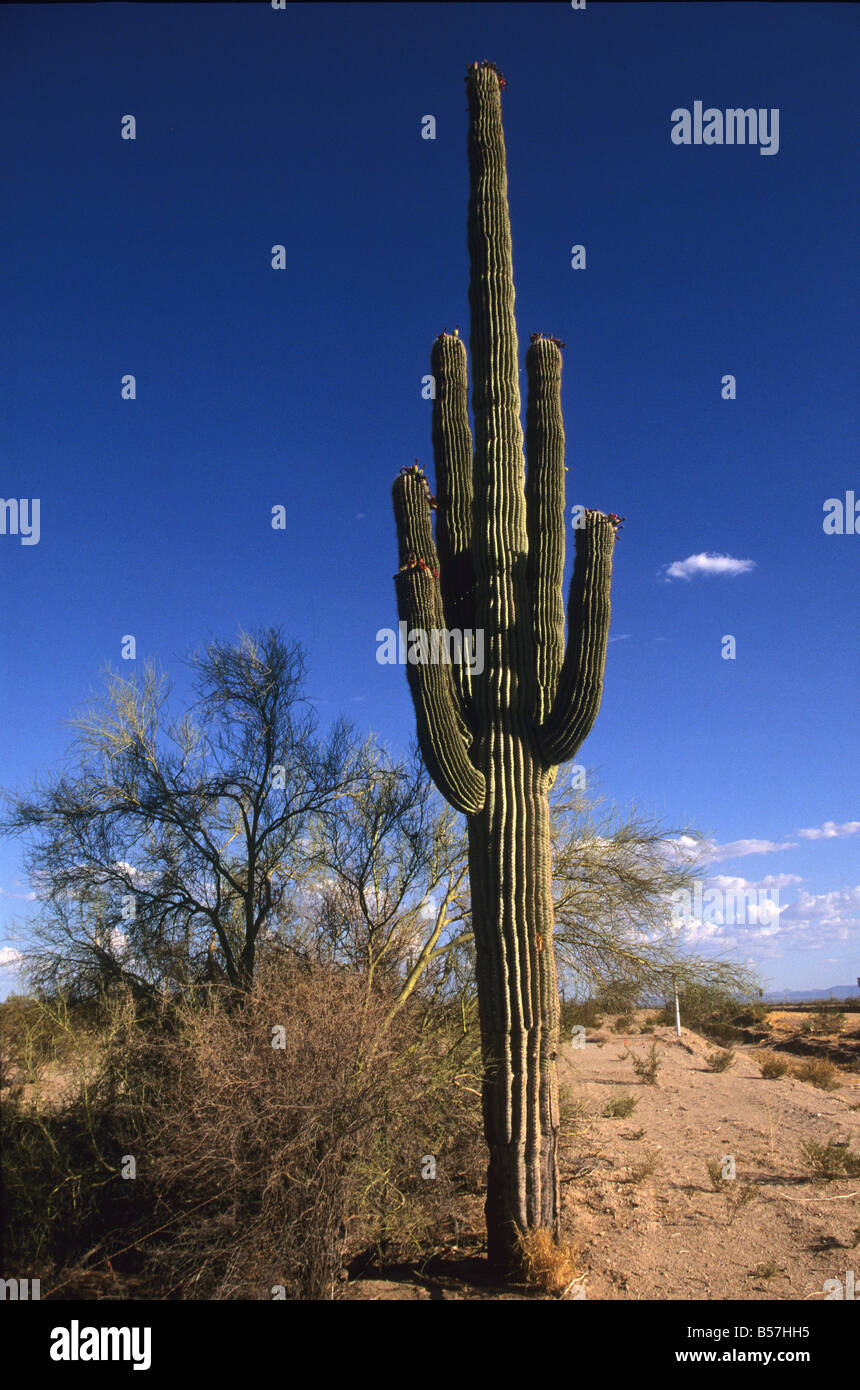 Der Saguaro Kaktus, eine langsamwüchsig-Pflanze, die 150 Jahre alte gerecht werden kann. Die Hose ist Stse gesetzlich geschützt. Arizona, USA Stockfoto
