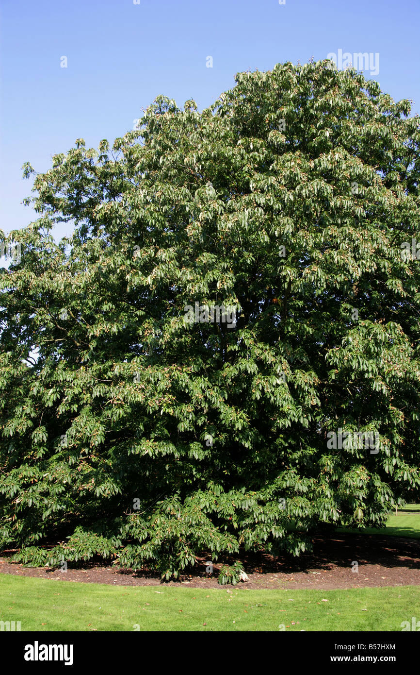 Indische Rosskastanie Aesculus Indica Hippocastanaceae Himalaya Stockfoto