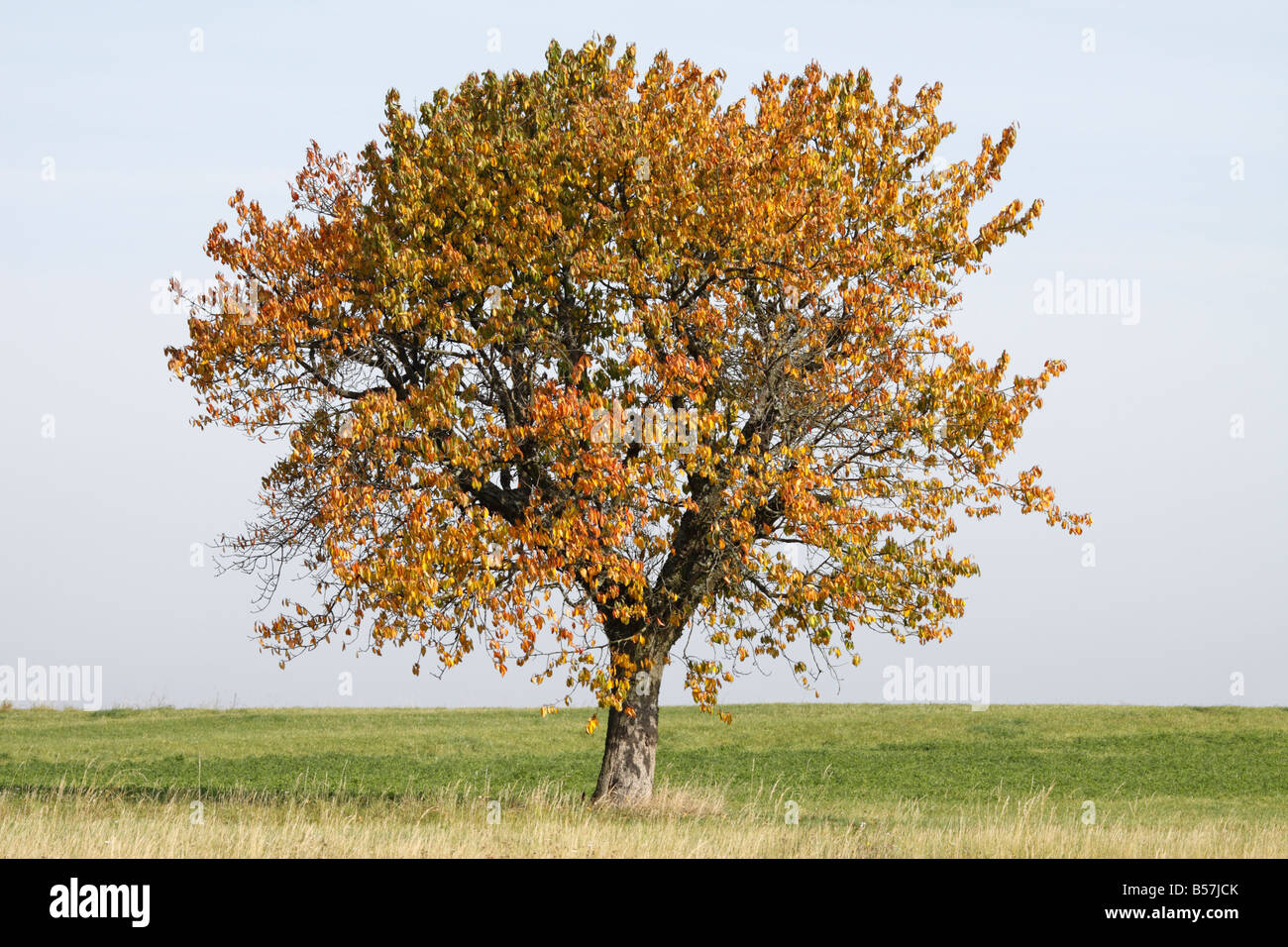 Herbst Kirsche Baum Stockfoto