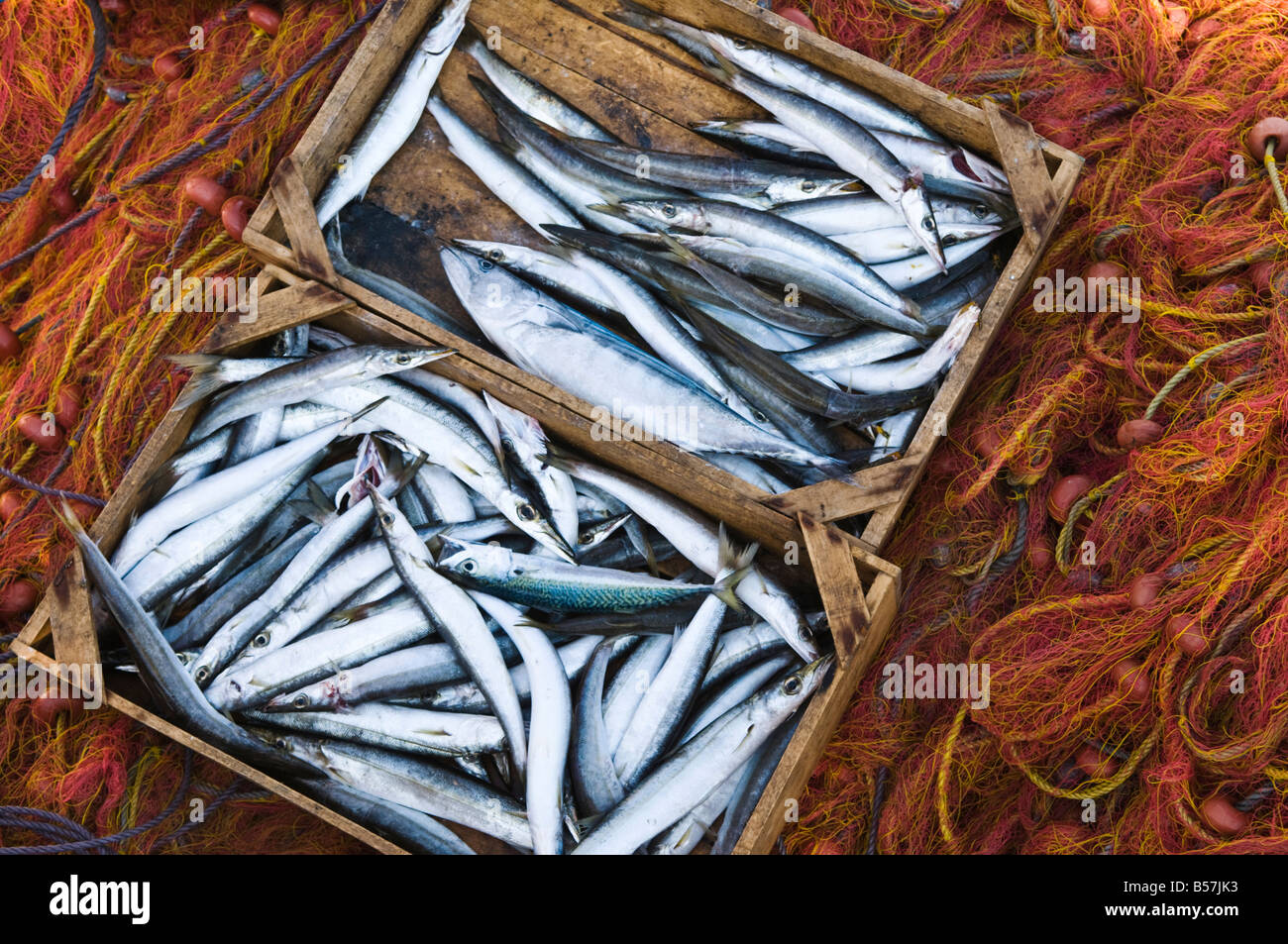 Fangfrischen Fisch im Hafen von Pylos Messenien südlichen Peloponnes Griechenland Stockfoto