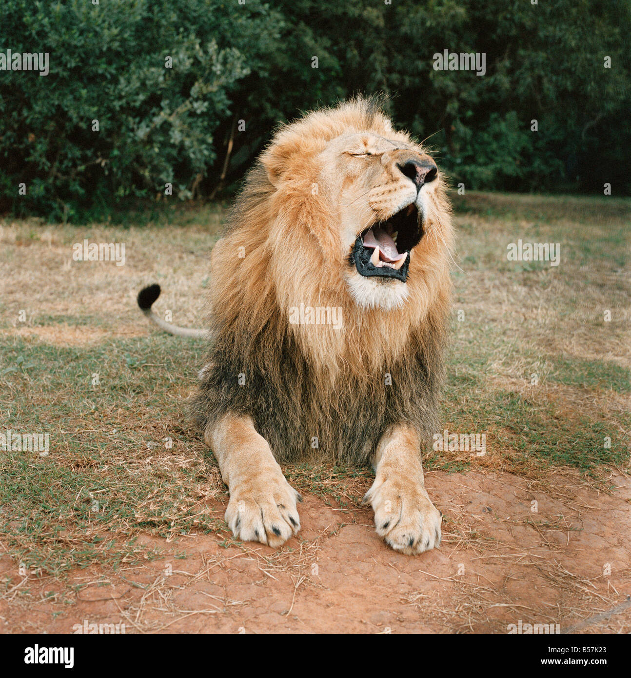 Südafrika, Gauteng, männlicher Löwe in einem Wildreservat Stockfoto