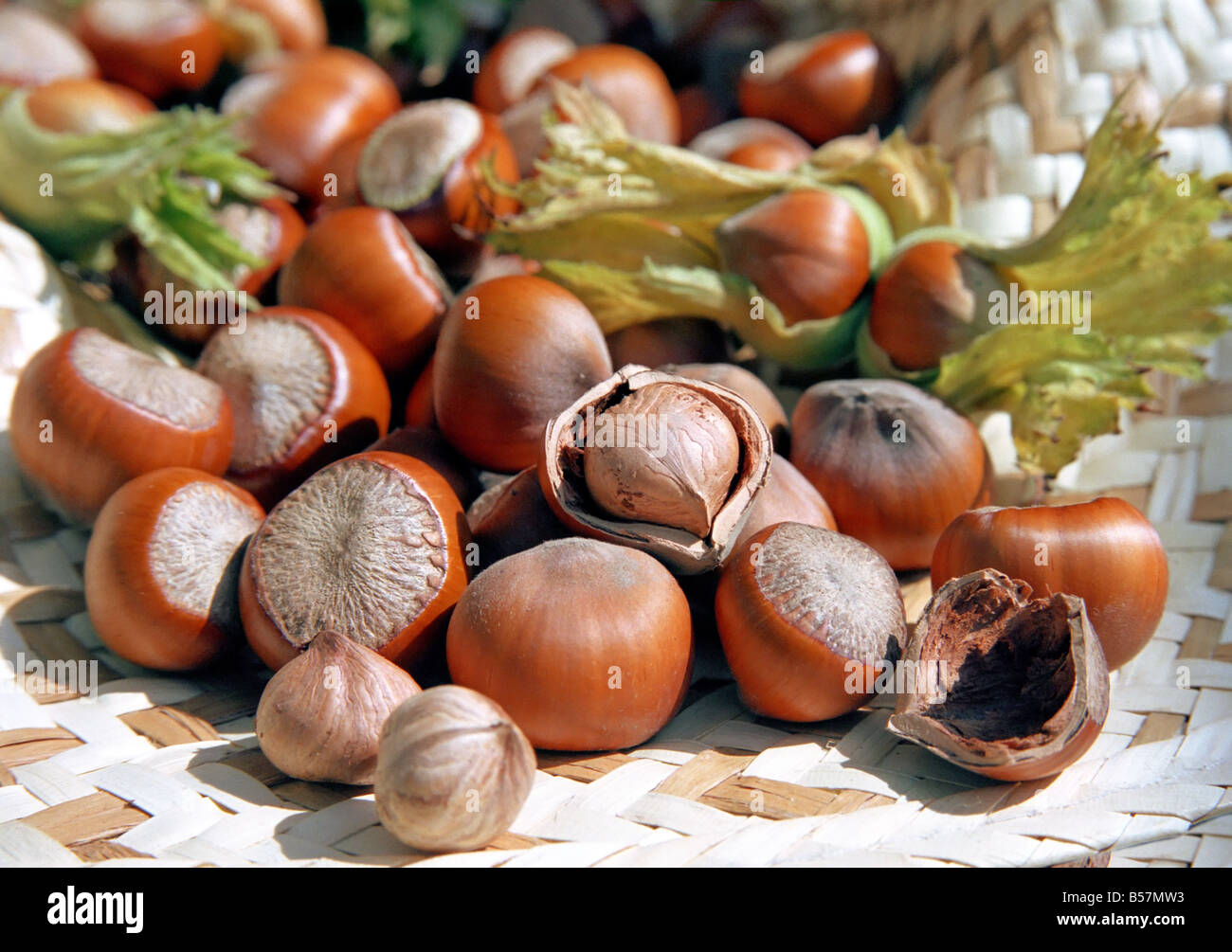 Haselnuss-Ernte Stockfoto