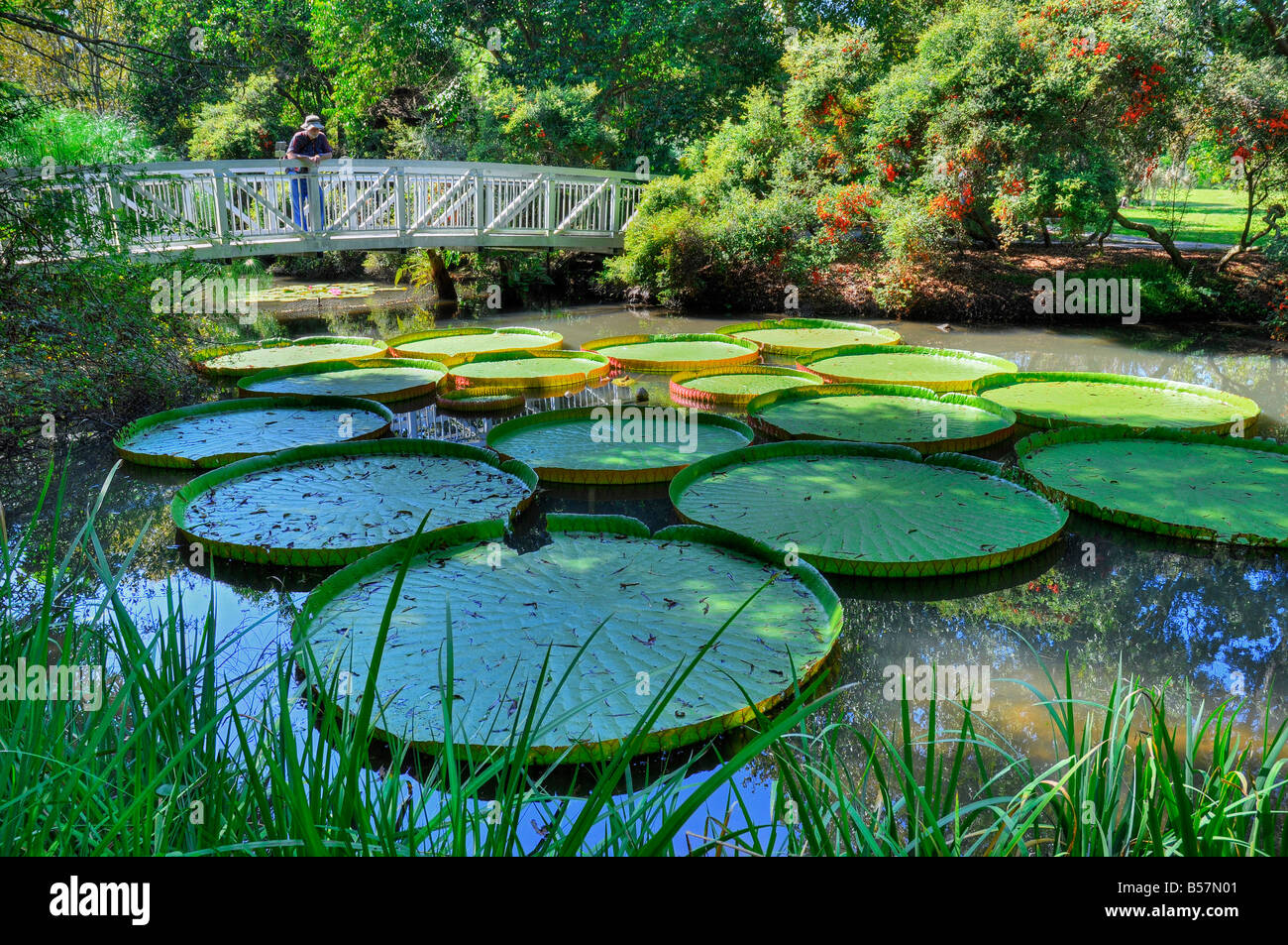 Kanapaha Gärten Gainesville Florida riesigen Victoria Wasser Platter Seerose Stockfoto