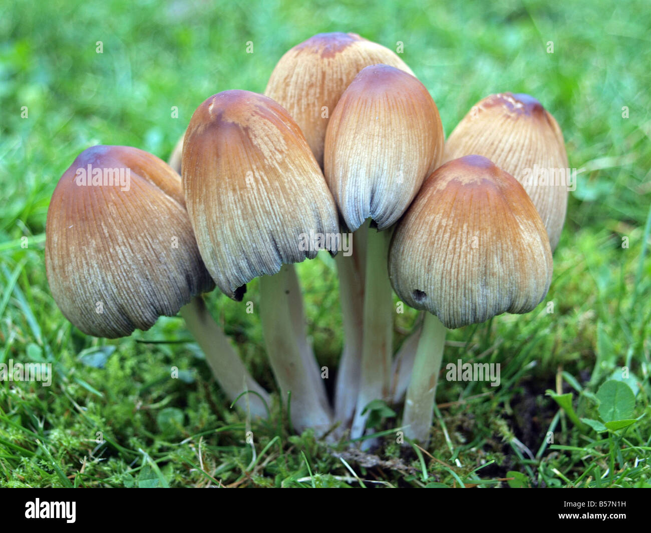 Fairy Ring Champignon, Marsasmius Oreades Stockfoto