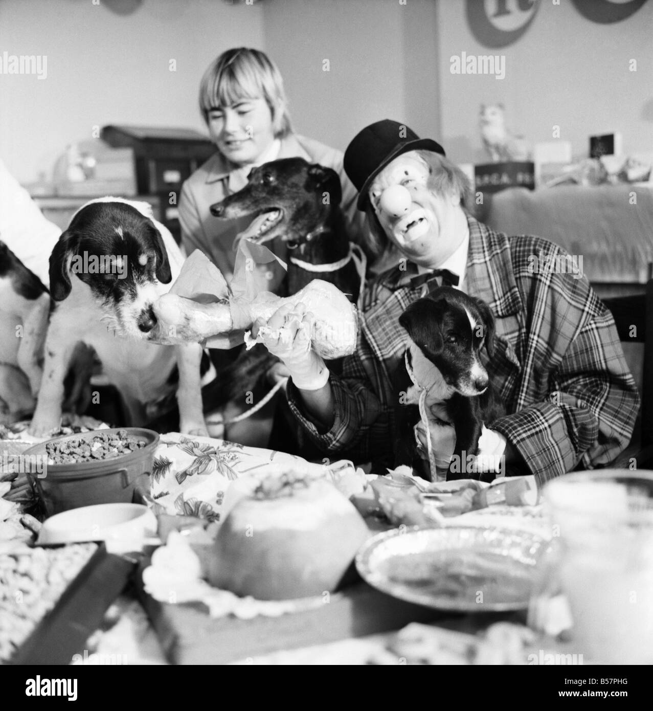 Hunde-Weihnachts-Party. "Hobo" beherbergt die Doggy Gäste genießen ein Menü mit Hundefleisch, Türkei Soße-Sauce, Kekse und Schokolade-Tropfen. Dezember 1970; 70-11583-005 Stockfoto
