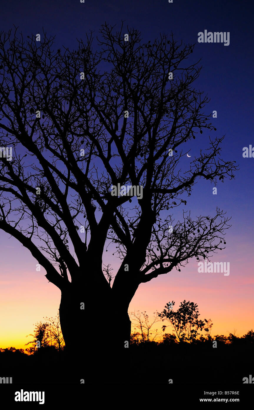 Silhouette der Boab Baum und Mond, Kimberley, Western Australia, Australien, Pazifik Stockfoto