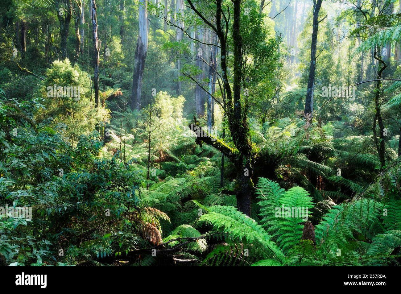 Regenwald, Dandenong Ranges, Victoria, Australien, Pazifik Stockfoto