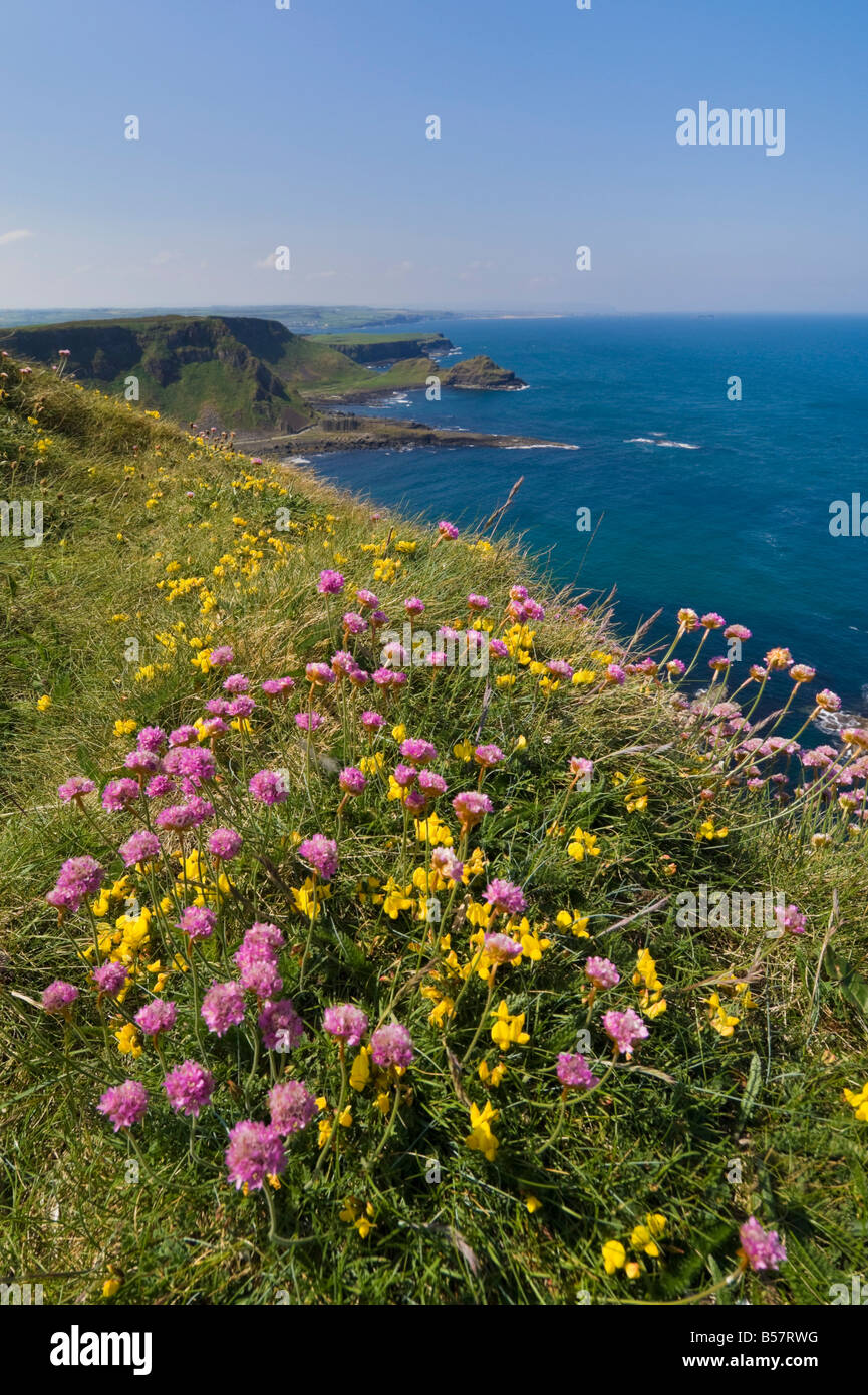 Rosa Meer Sparsamkeit auf Klippe oben, North Antrim Coast Path, der Giant's Causeway, County Antrim, Ulster, Nordirland Stockfoto