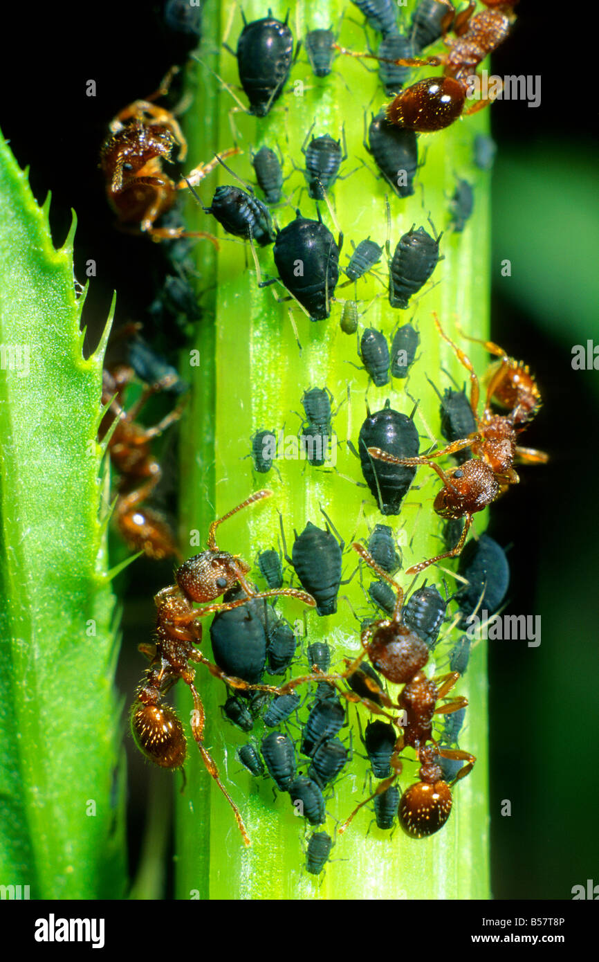 Ameisen (Formica SP.) Melken Blattläuse Stockfoto