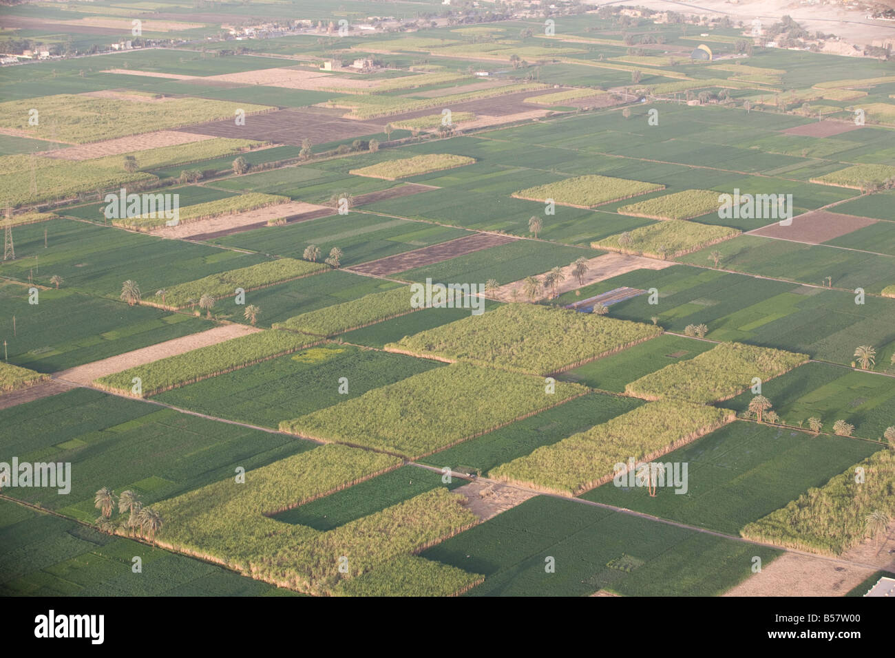 Feldern entlang dem Nil, Ägypten, Nordafrika, Afrika Stockfoto
