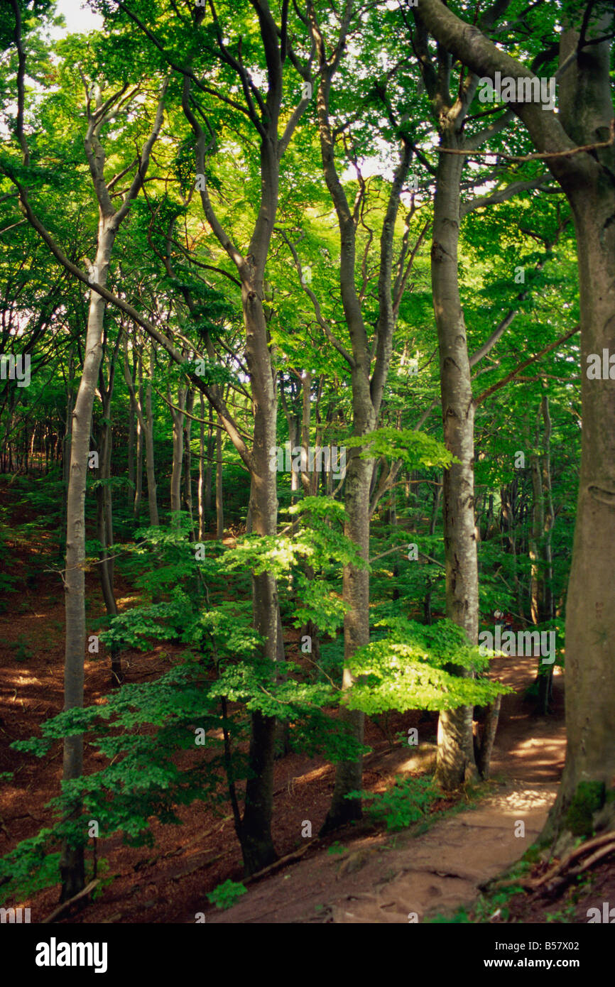 Klinte Buche Waldlichtungen bei Mons Klint Mo Dänemark Skandinavien Europe Stockfoto