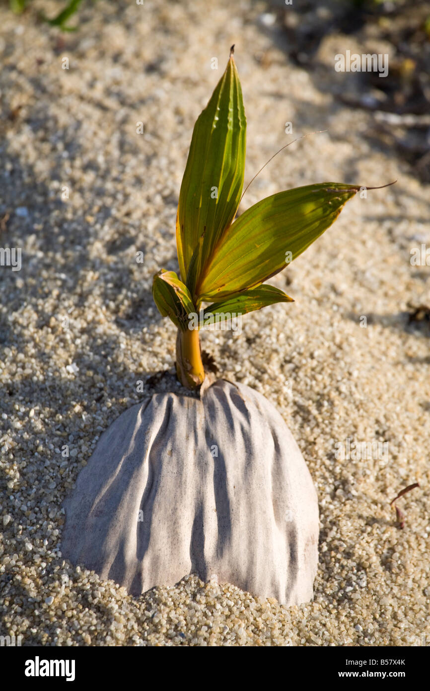 Palmen wachsen aus Kokosnuss Placencia Belize Mittelamerika Stockfoto