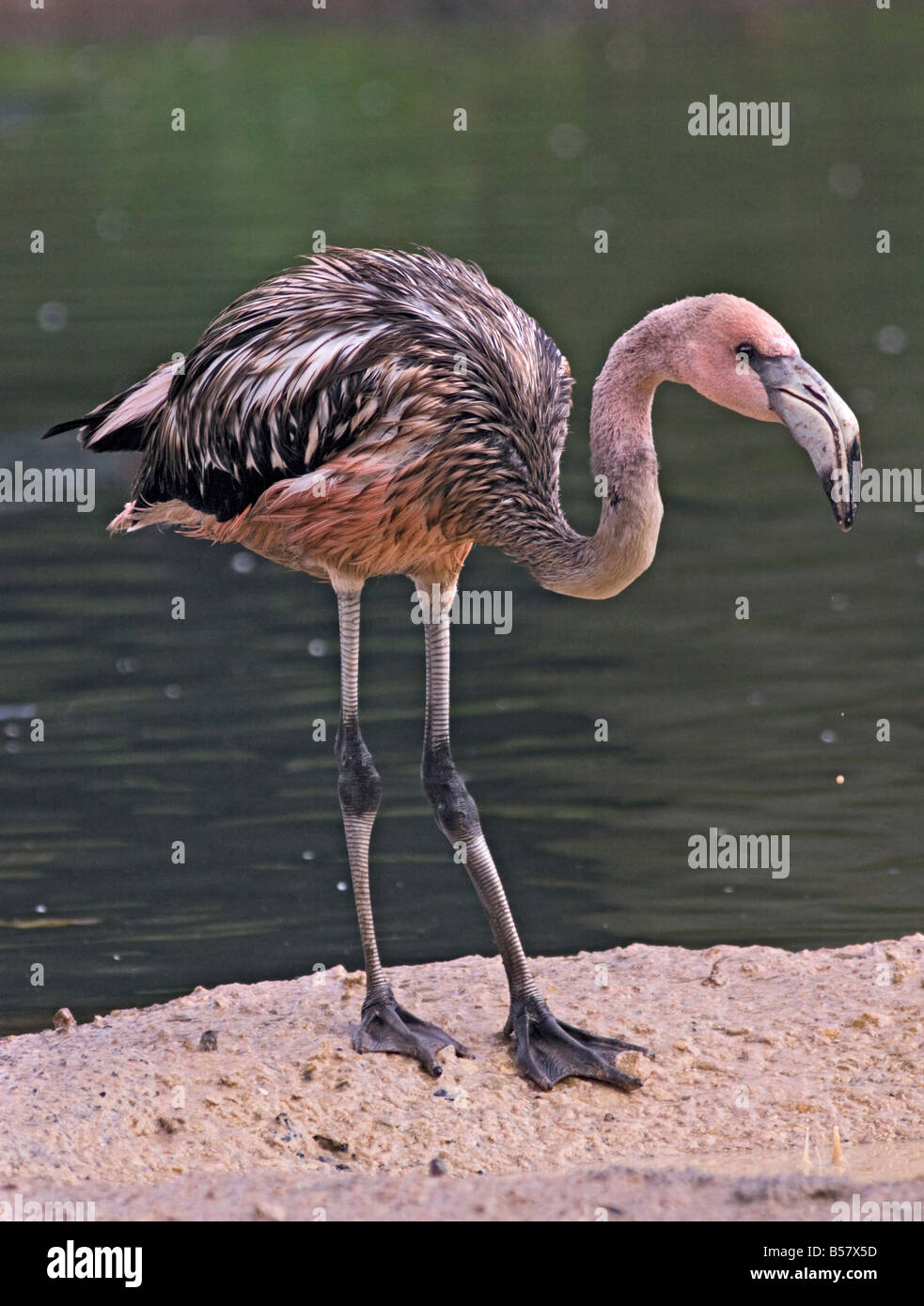 Karibischer Flamingo (phoenicoperus ruber) juvenile Stockfoto