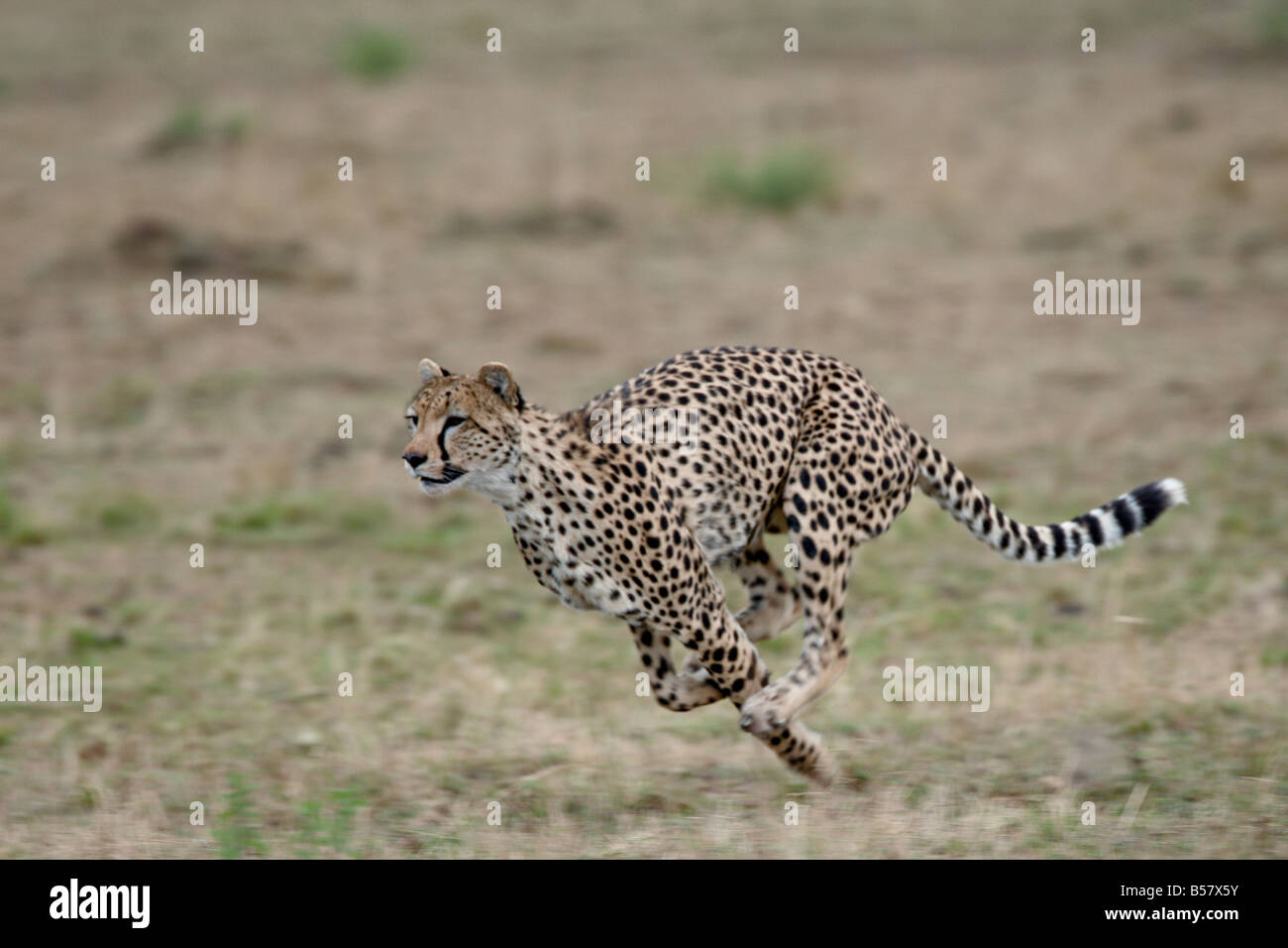 Gepard (Acinonyx Jubatus), Masai Mara National Reserve, Kenia, Ostafrika, Afrika Stockfoto