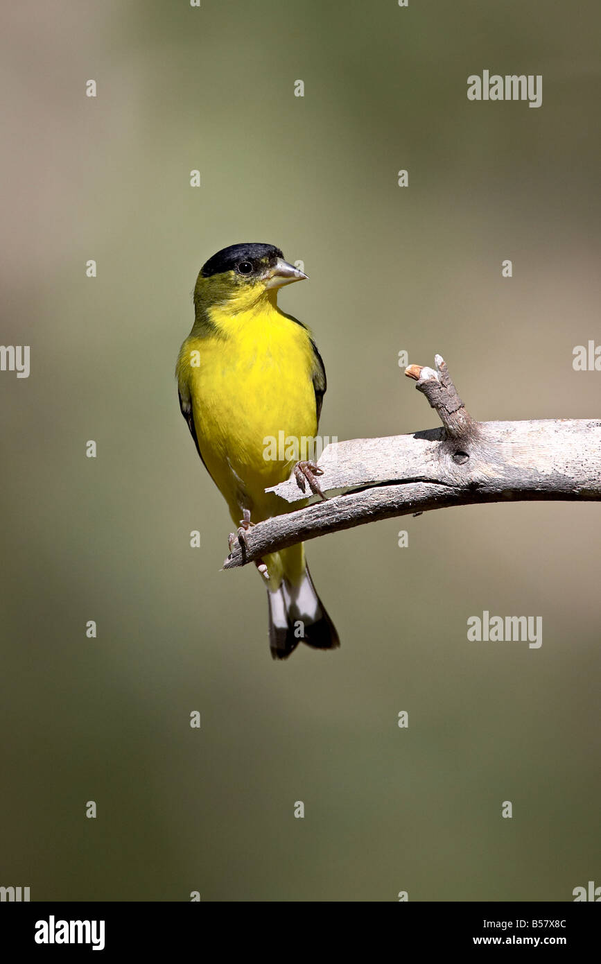 Männliche weniger Stieglitz (Zuchtjahr Psaltria), Chiricahua National Monument, Arizona, Vereinigte Staaten von Amerika, Nordamerika Stockfoto