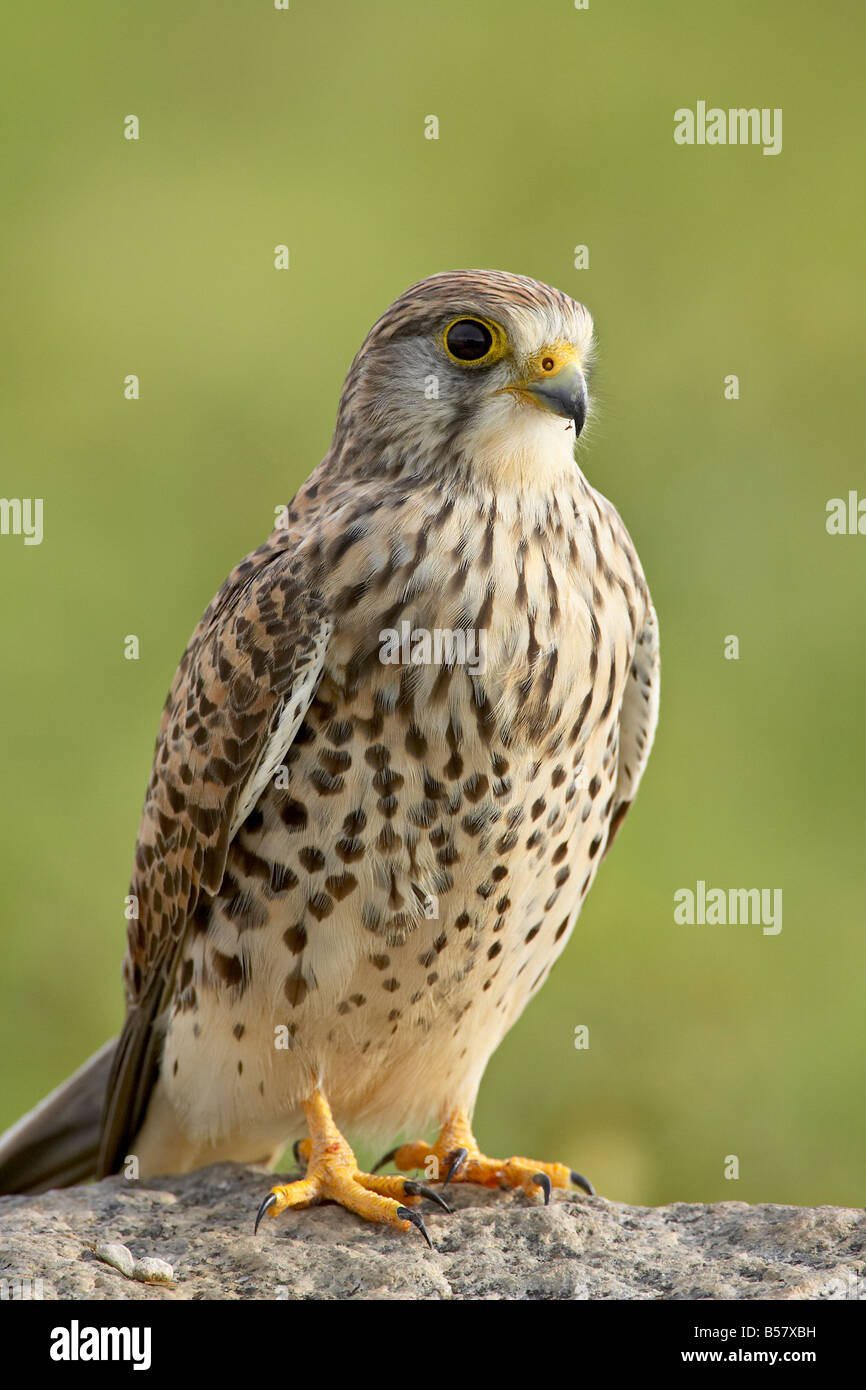 Weiblichen Turmfalken (Falco Tinnunculus), Serengeti Nationalpark, Tansania, Ostafrika, Afrika Stockfoto