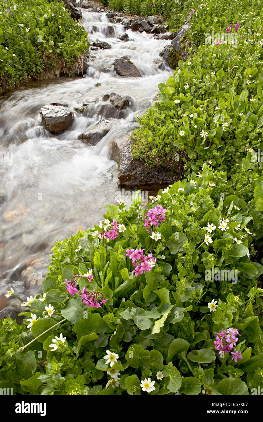 Strom durch Marsh Marigold oder Elch Lippe (Caltha Leptosepala) und Parrys Primel, American Becken, Colorado Stockfoto
