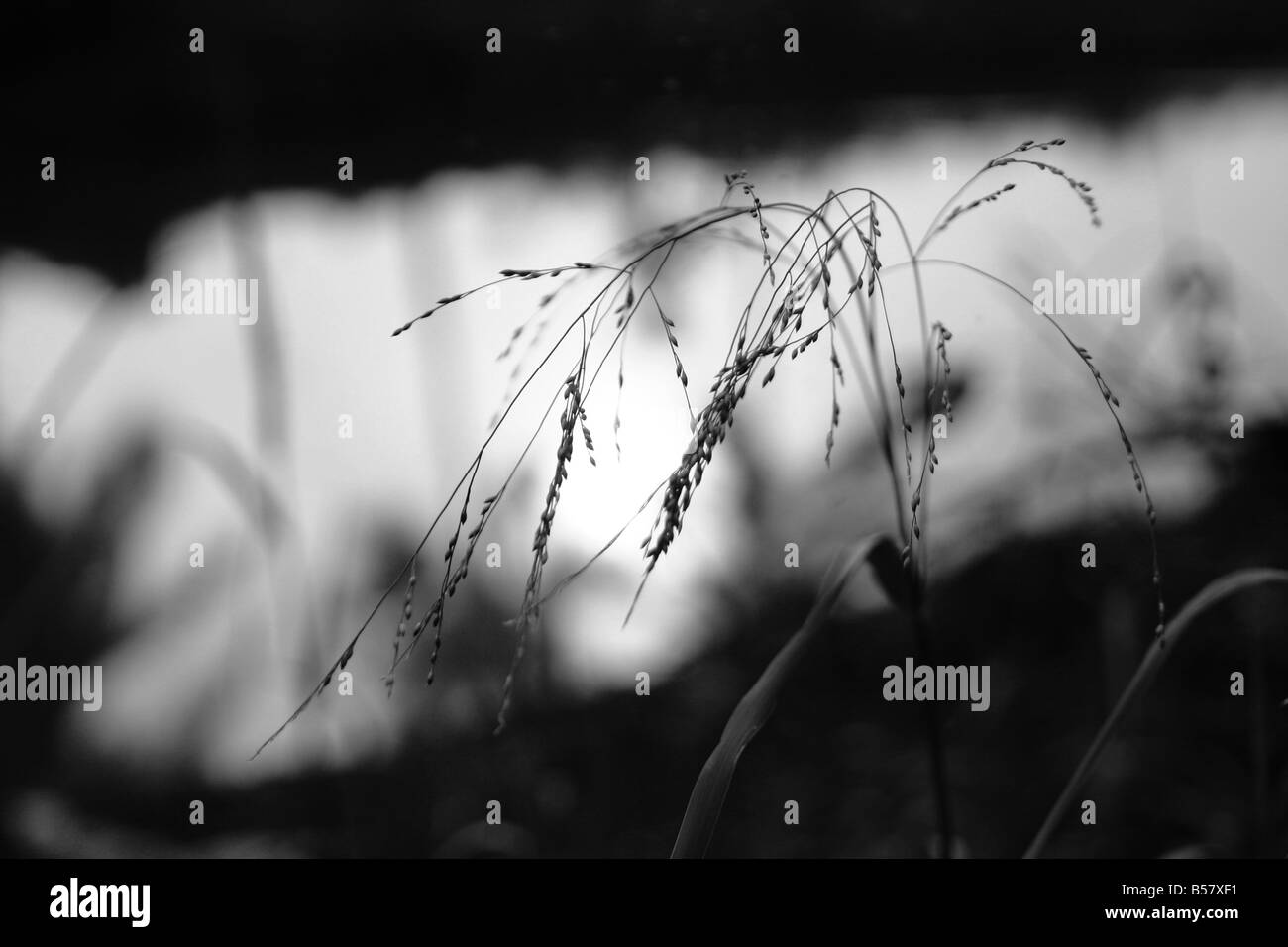 Grass schön Silhouette gegen einige Stillgewässer Stockfoto