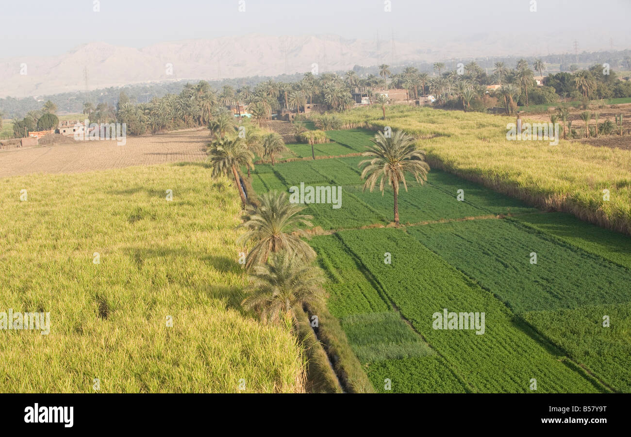 Feldern entlang dem Nil, Ägypten, Nordafrika, Afrika Stockfoto