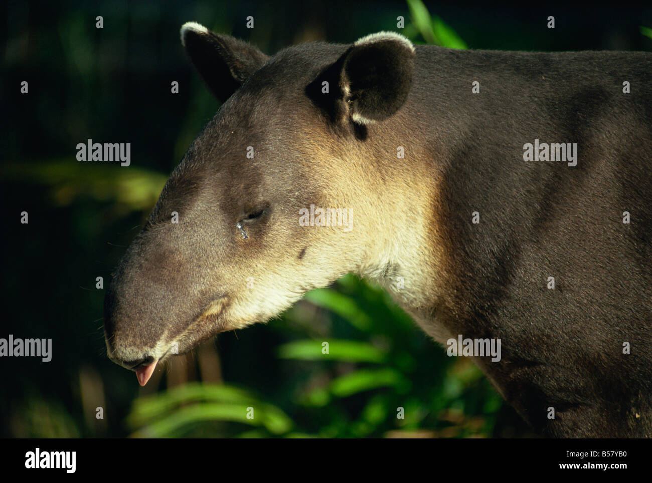 Baird Tapir, Belize, Mittelamerika Stockfoto