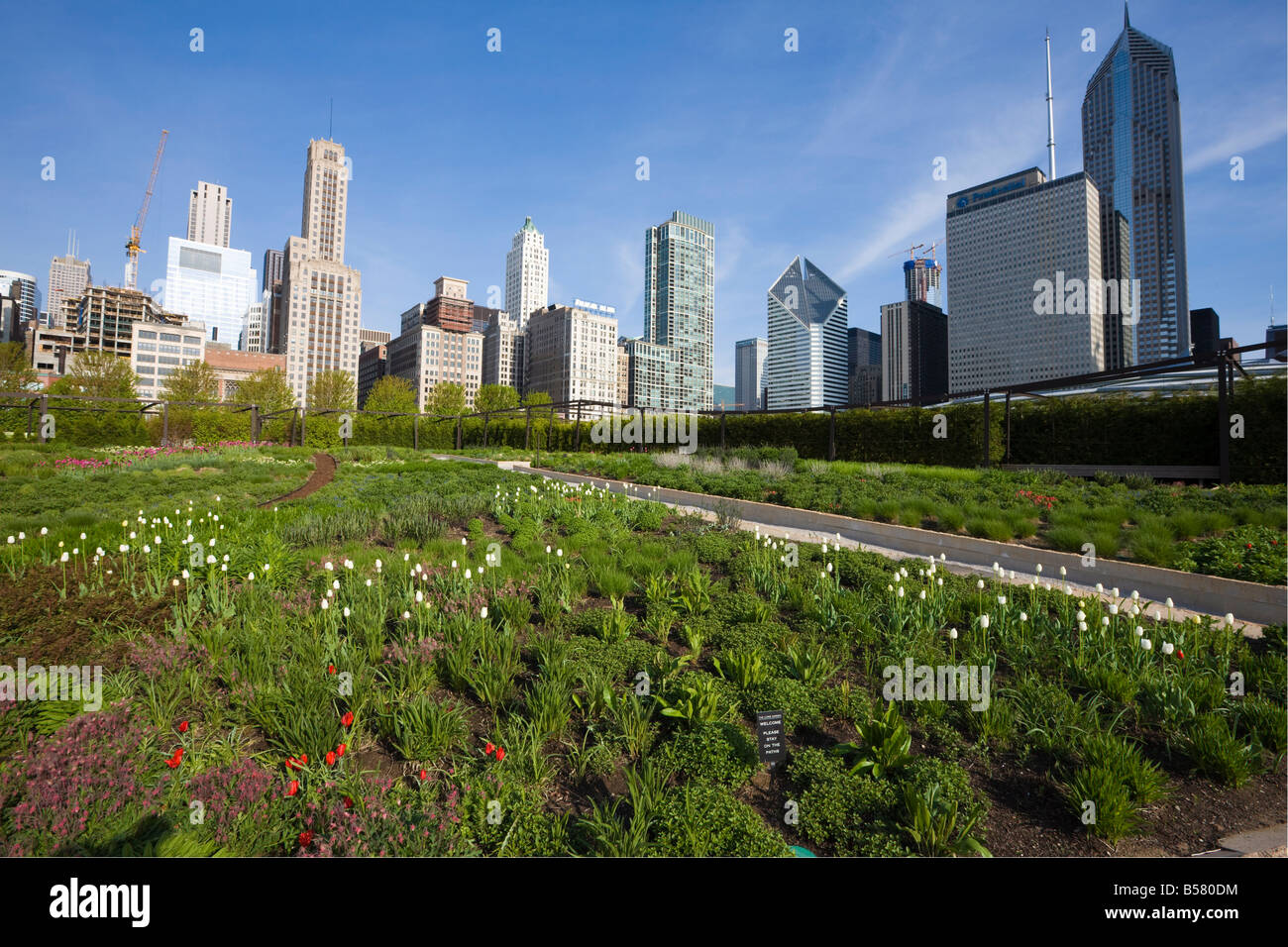 Lurie Garden, Millennium Park, Chicago, Illinois, Vereinigte Staaten von Amerika, Nordamerika Stockfoto