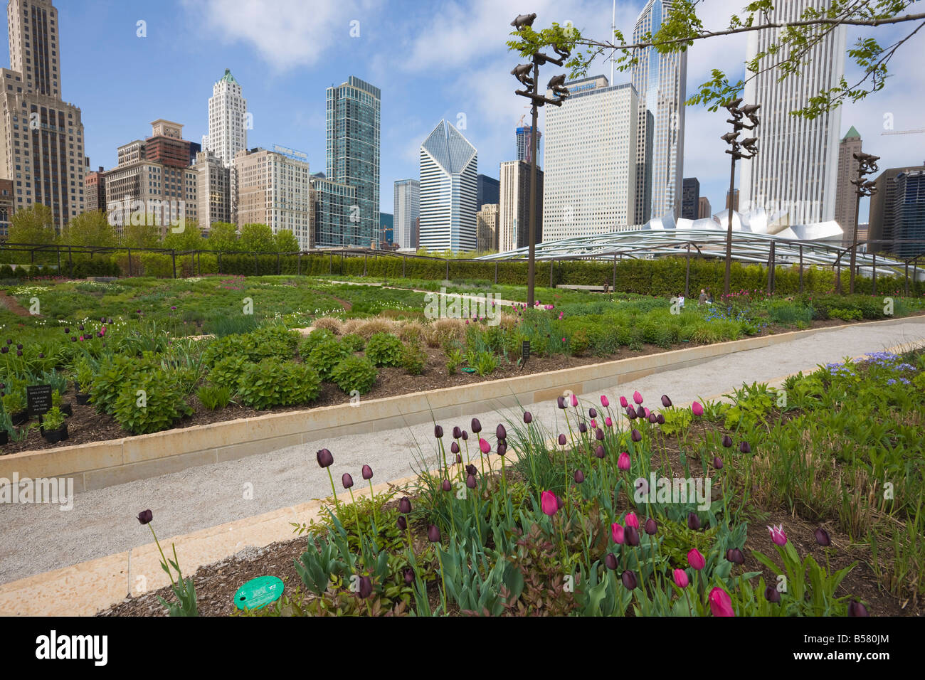 Der Lurie Garden, Millennium Park, Chicago, Illinois, Vereinigte Staaten von Amerika, Nordamerika Stockfoto