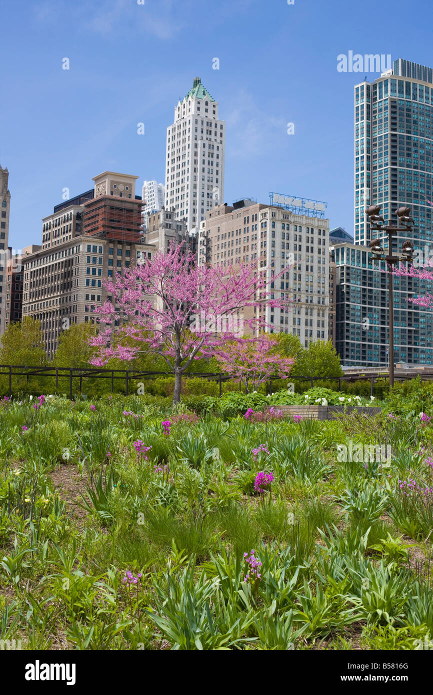 Der Lurie Garden, Millennium Park, Chicago, Illinois, Vereinigte Staaten von Amerika, Nordamerika Stockfoto