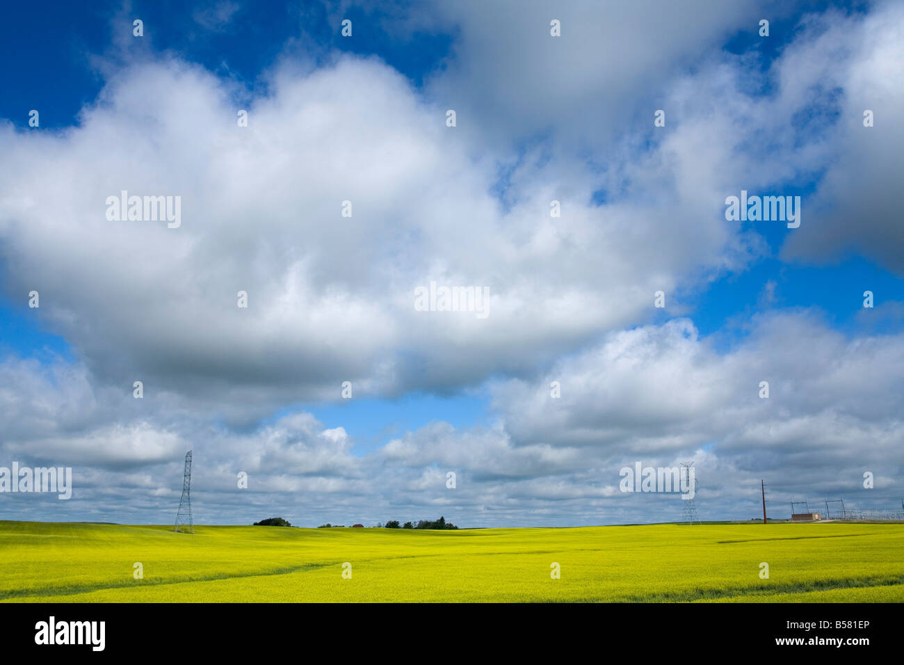 Bereich der Raps in der Nähe von Washburn, North Dakota, Vereinigte Staaten von Amerika, Nordamerika Stockfoto